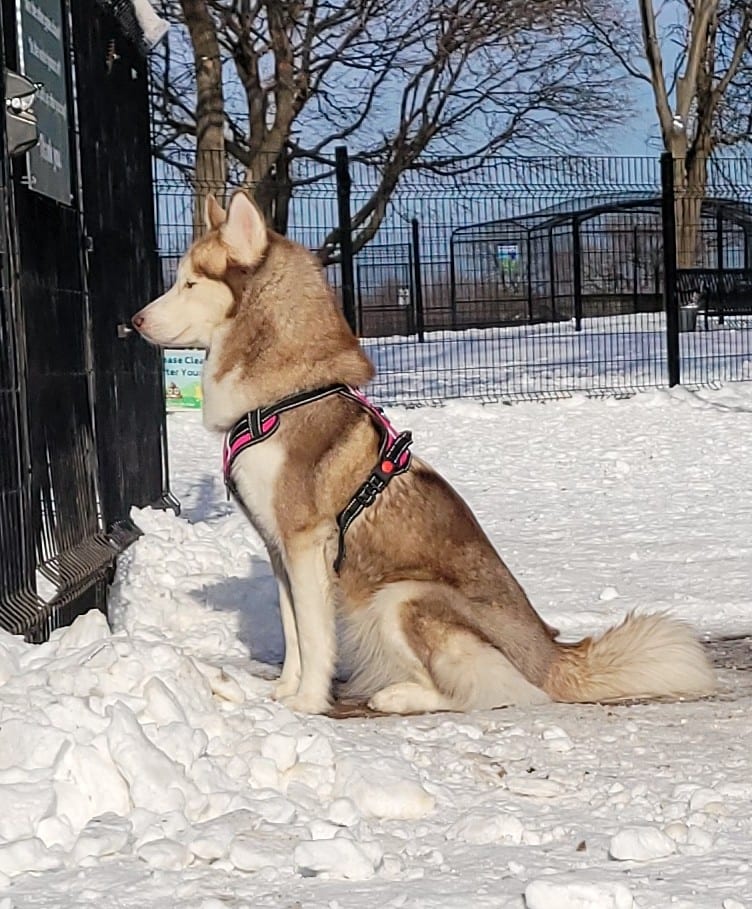 Golden husky wearing pink harness sitting on snow in Chicago park