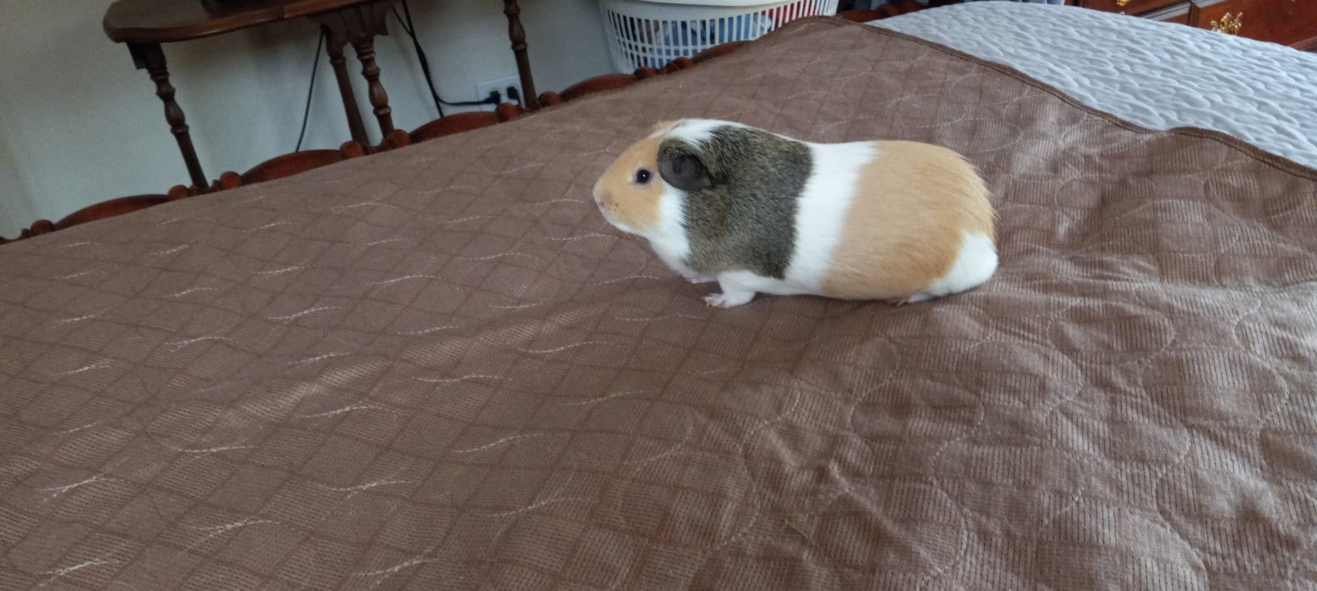 Tri-color guinea pig sitting on a brown quilted bedspread.