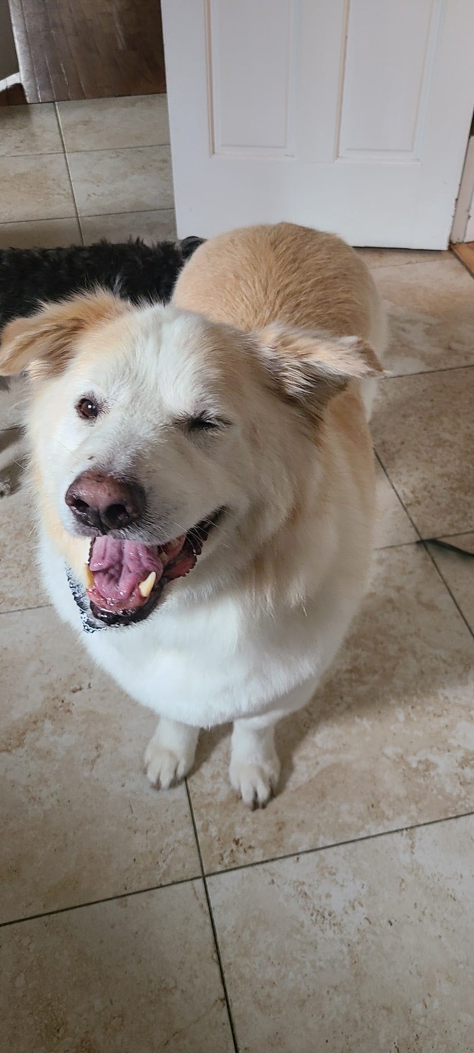 Happy fluffy white and tan dog sitting on tile floor with mouth open