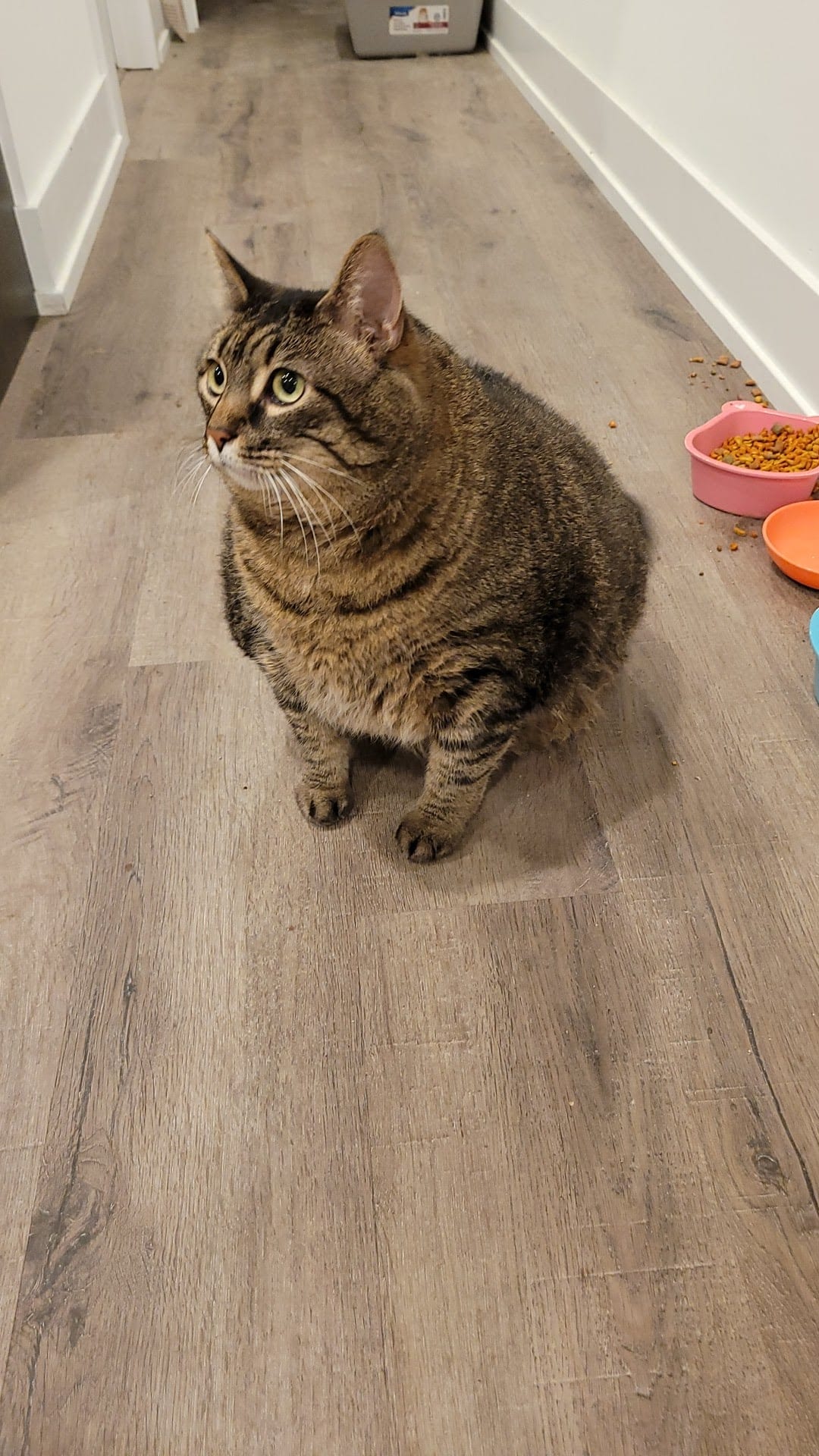 Large tabby cat sitting on hardwood floor near colorful food bowls.