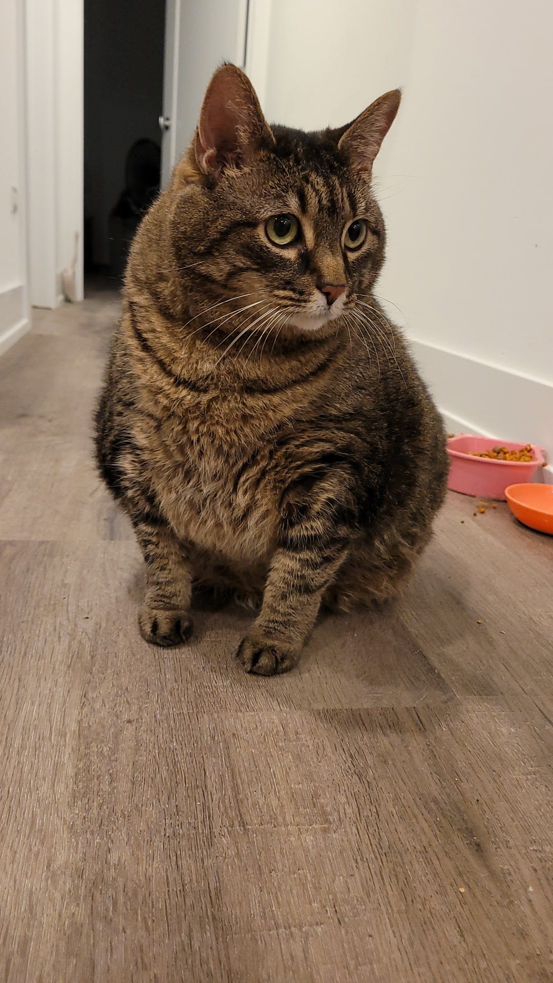 Chubby brown tabby cat sitting on hardwood floor near food bowls