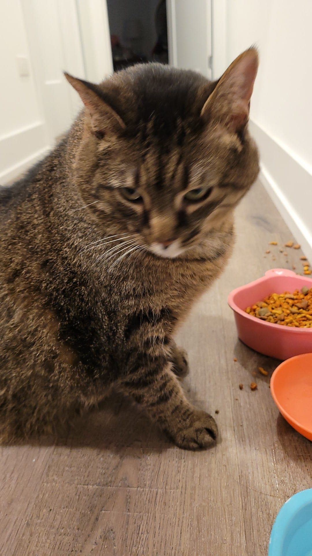 Brown tabby cat sitting beside pink bowl of dry cat food