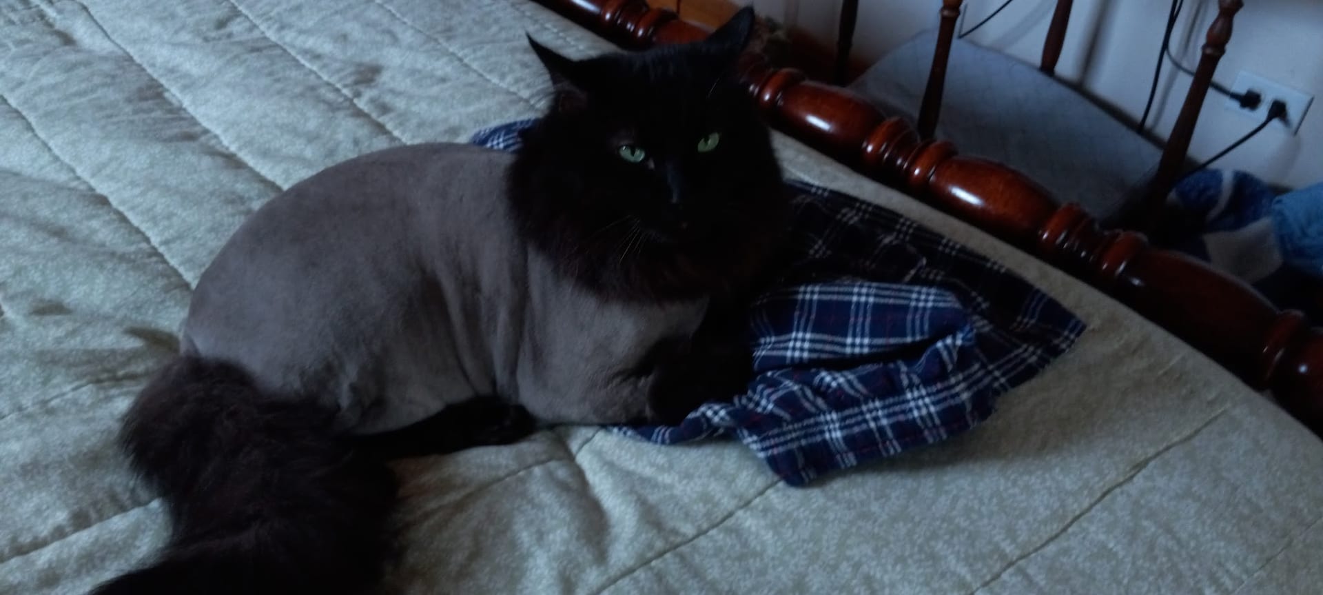 Black cat with lion cut shave wearing fluffy tail on bed