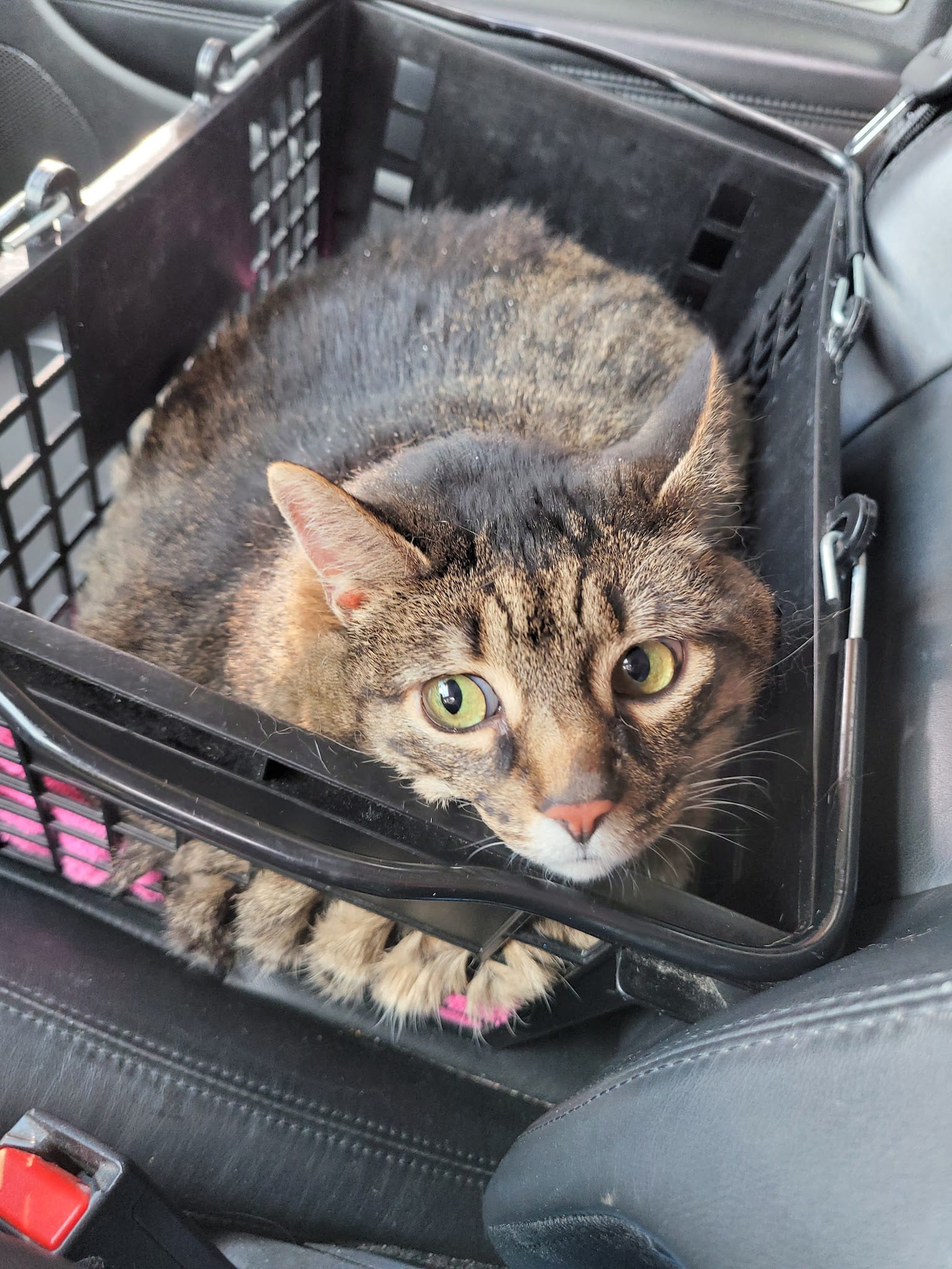 Tabby cat with green eyes sitting in black carrier inside a car