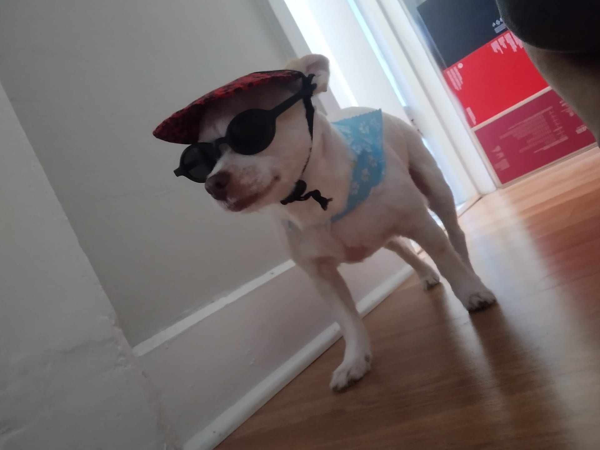 Small white dog wearing pirate hat, eye patch, sunglasses, and bandana