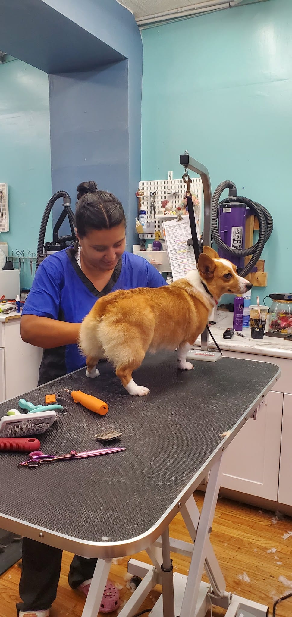 Groomer performing deshedding treatment on a Corgi at a grooming table