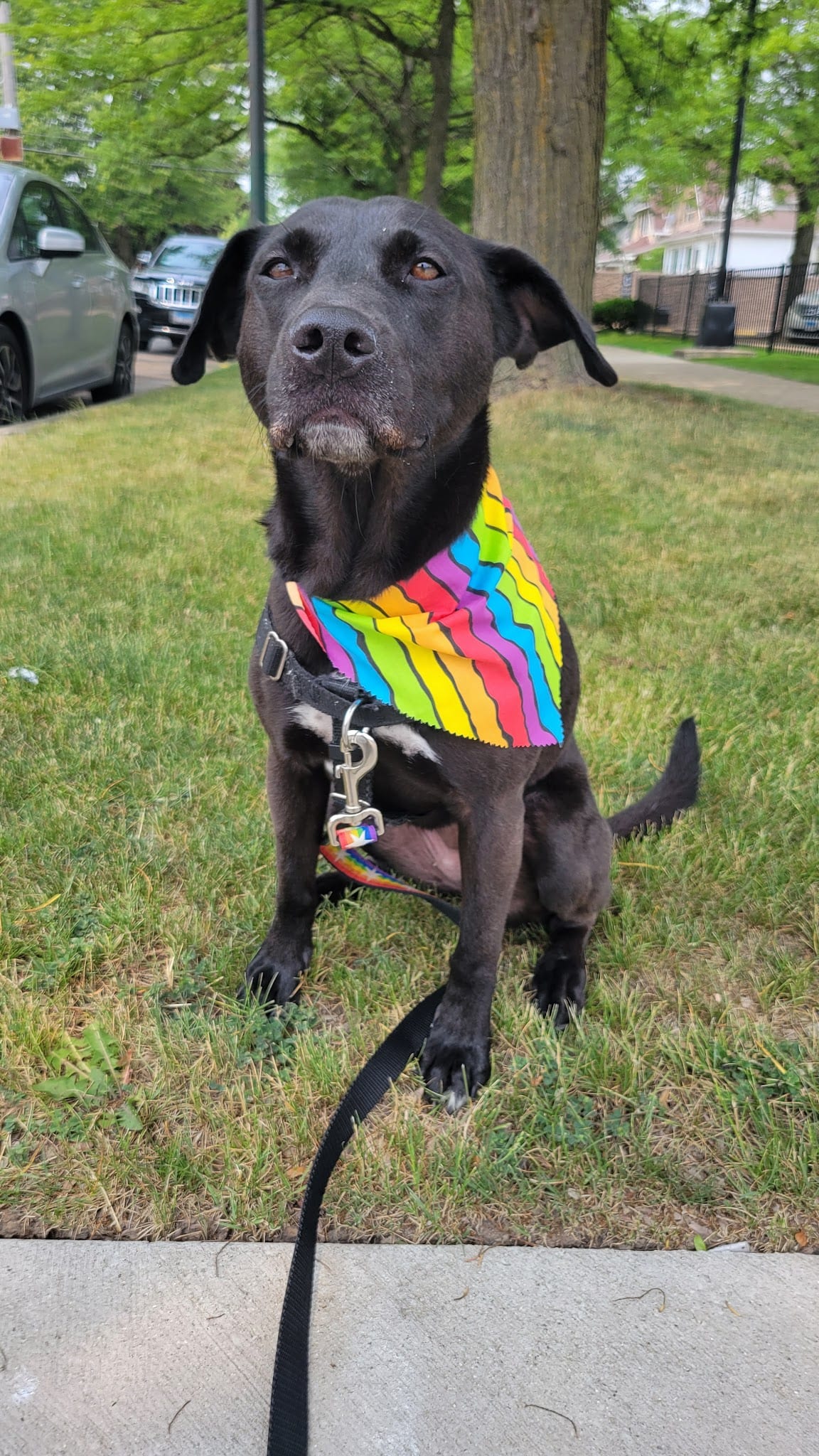 Black Labrador wearing a rainbow bandana sits on grass with leash