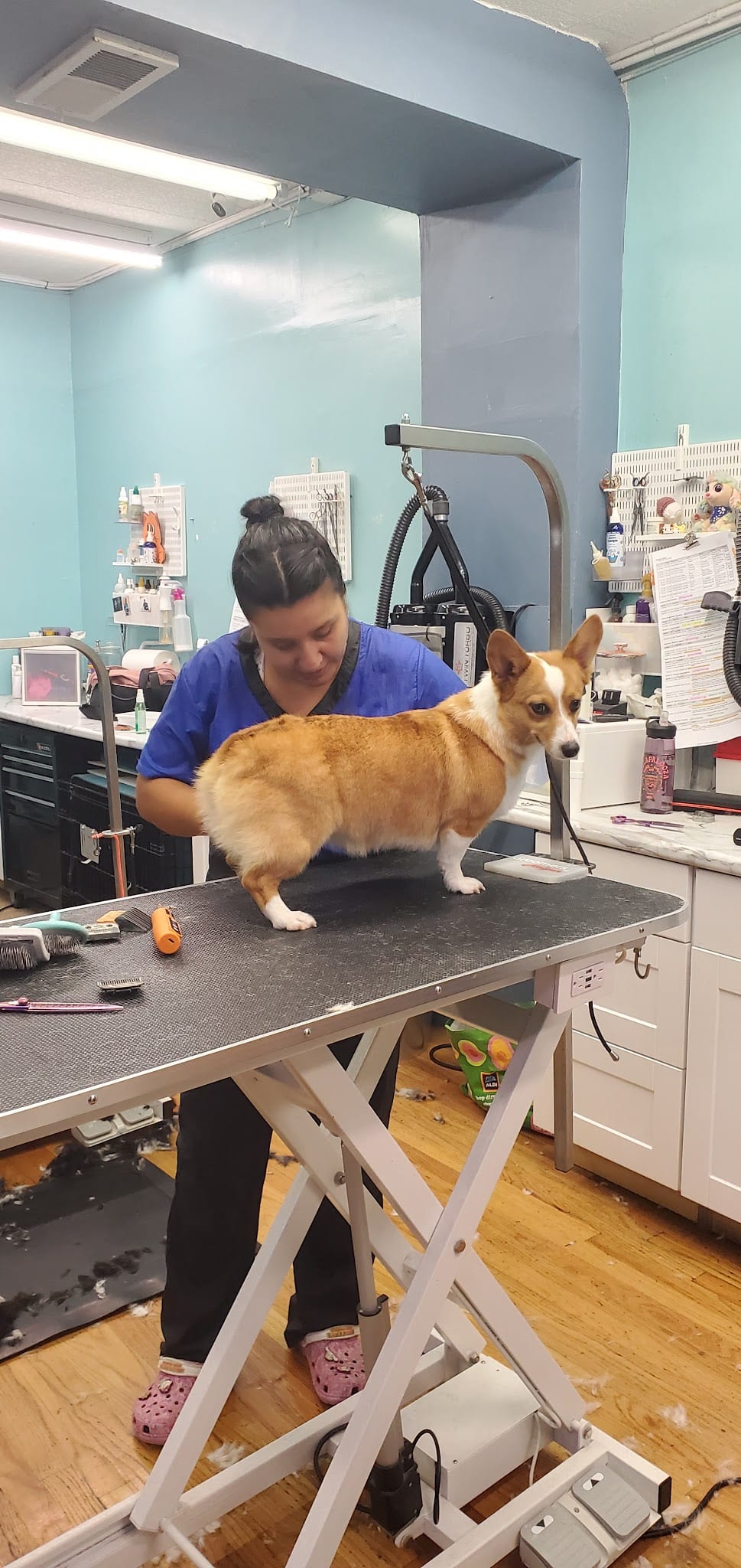 Groomer in blue scrubs working on a Corgi on a grooming table