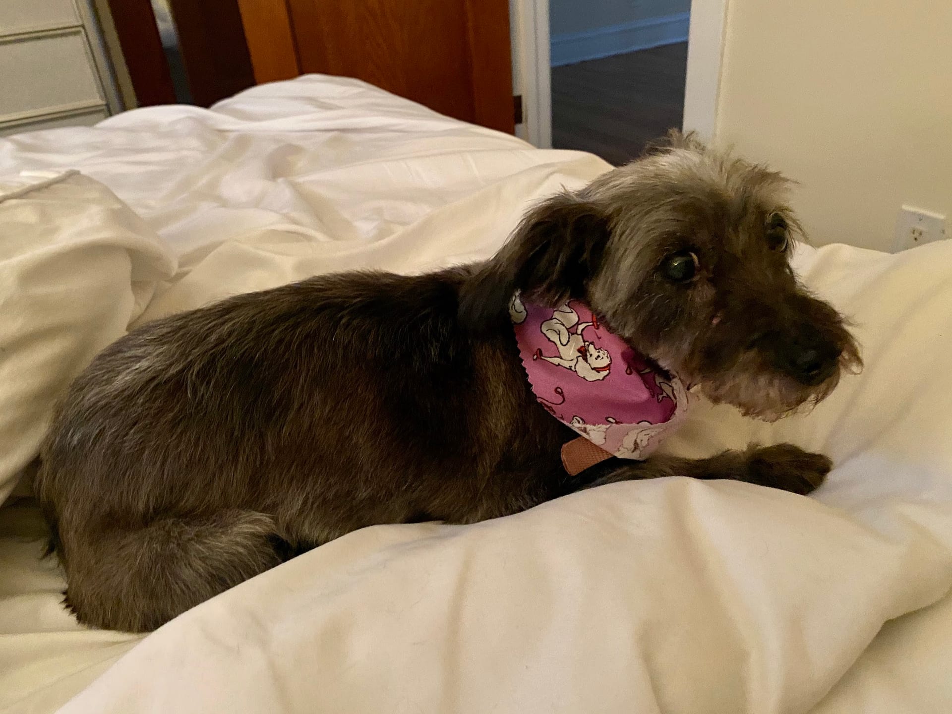 Dark wiry-haired dachshund mix wearing a pink bandana on a white bed