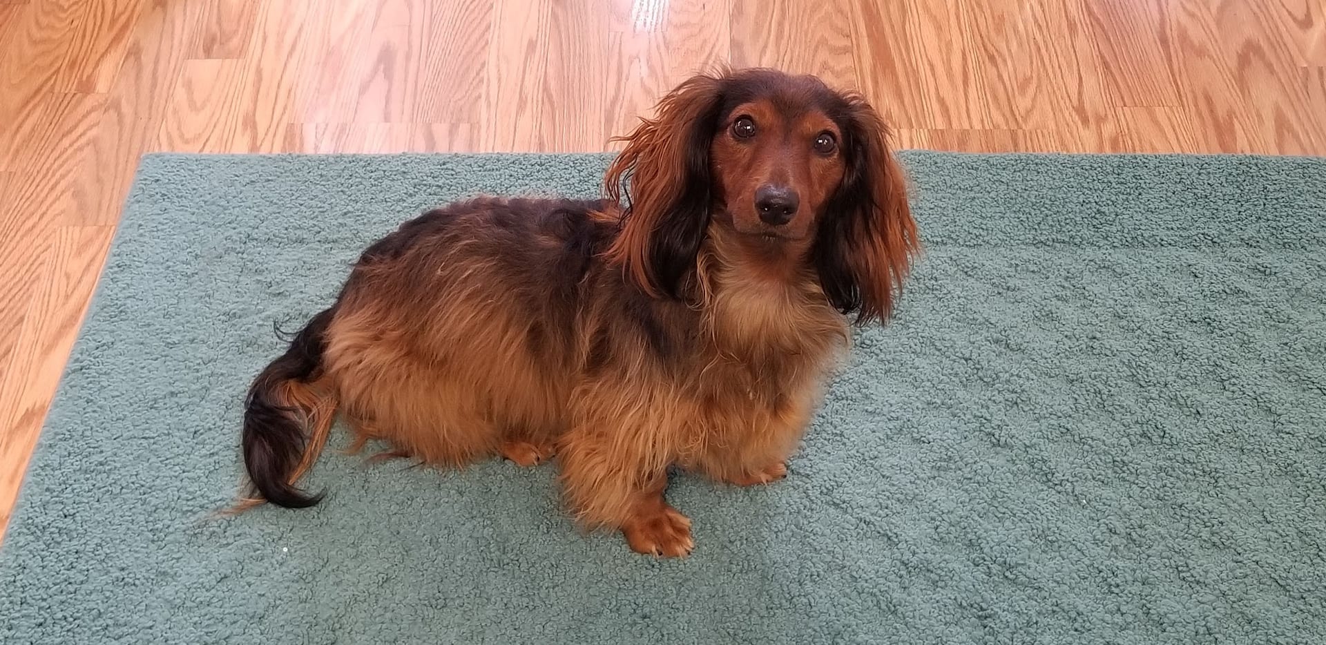 Long-haired dachshund with red and black coat sitting on teal rug