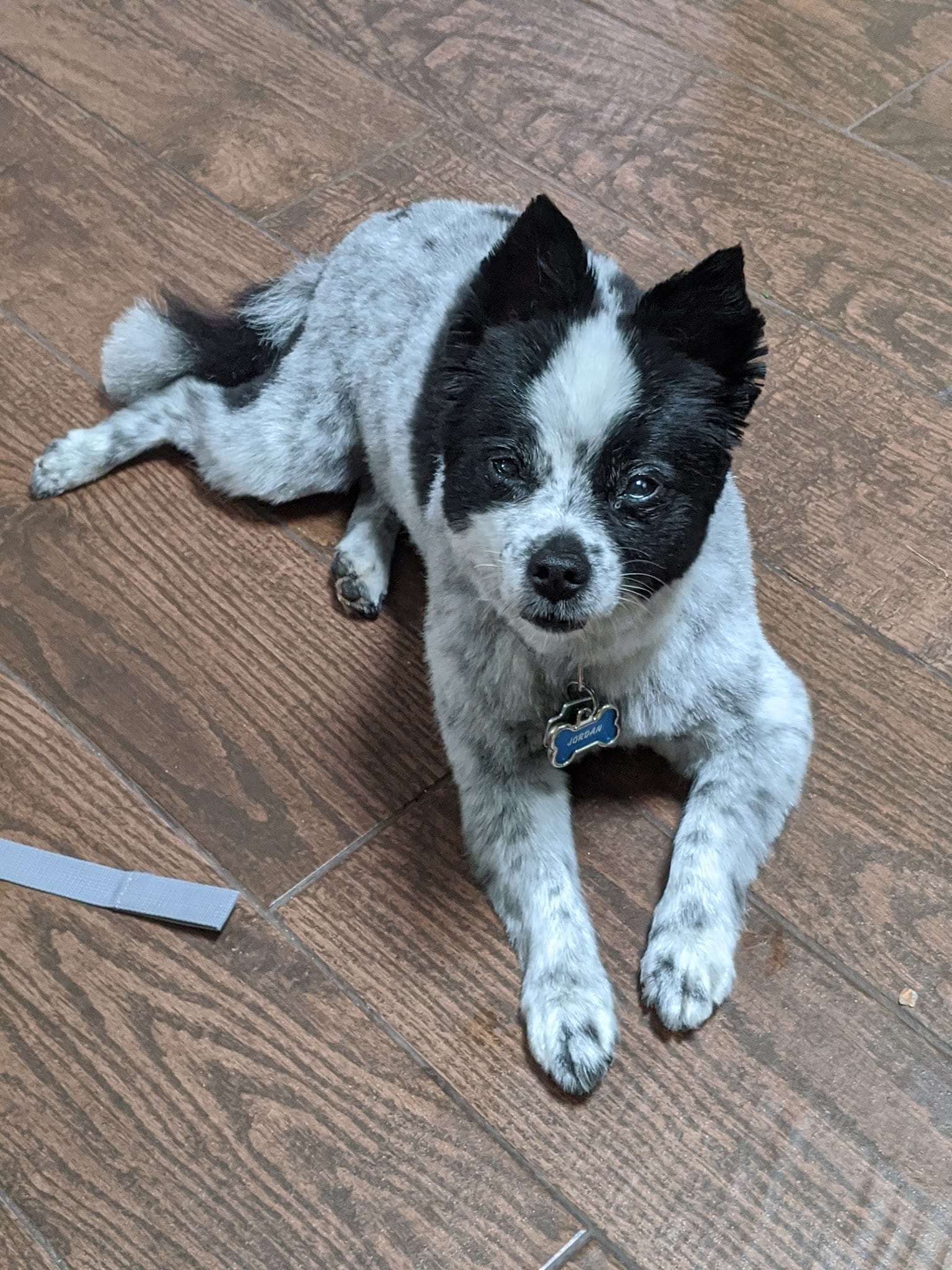 Black and white spotted dog named Jordan lying on wood floor