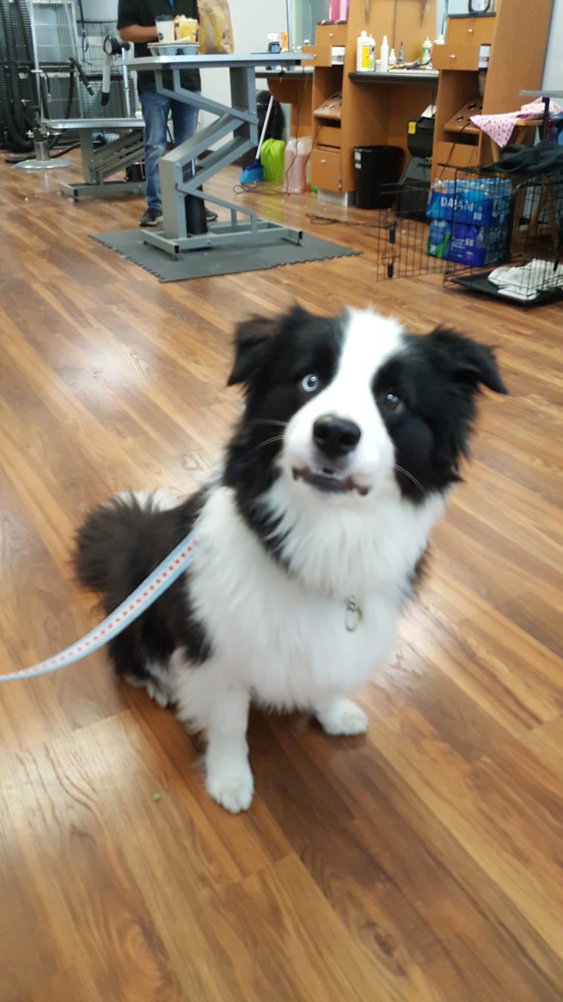 Black and white Border Collie with blue eyes sitting in grooming salon