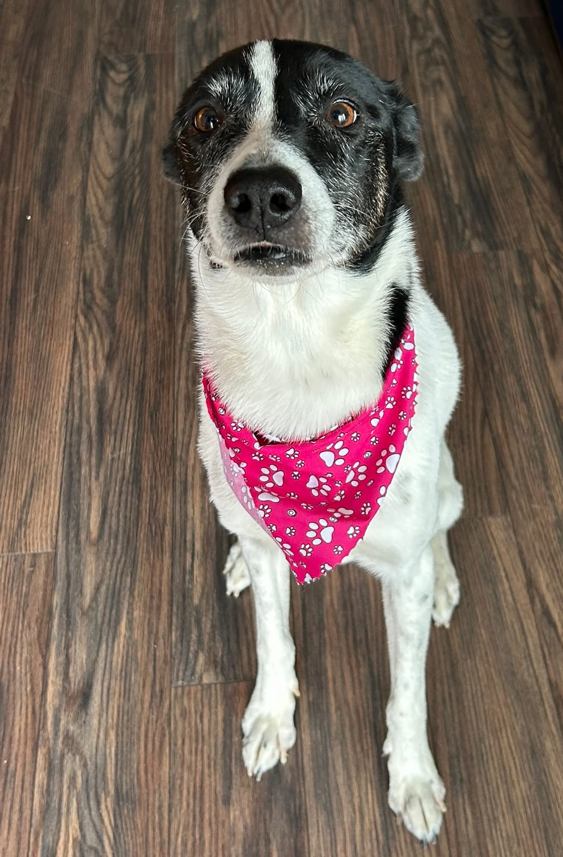 Black and white dog wearing a pink paw print bandana after grooming