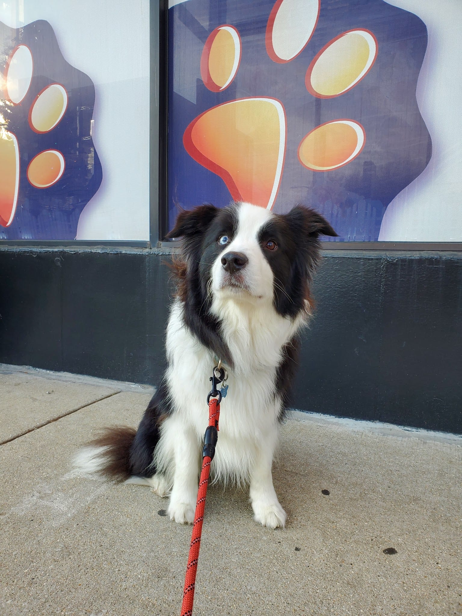Black and white Border Collie with heterochromia on red leash outside pet grooming salon