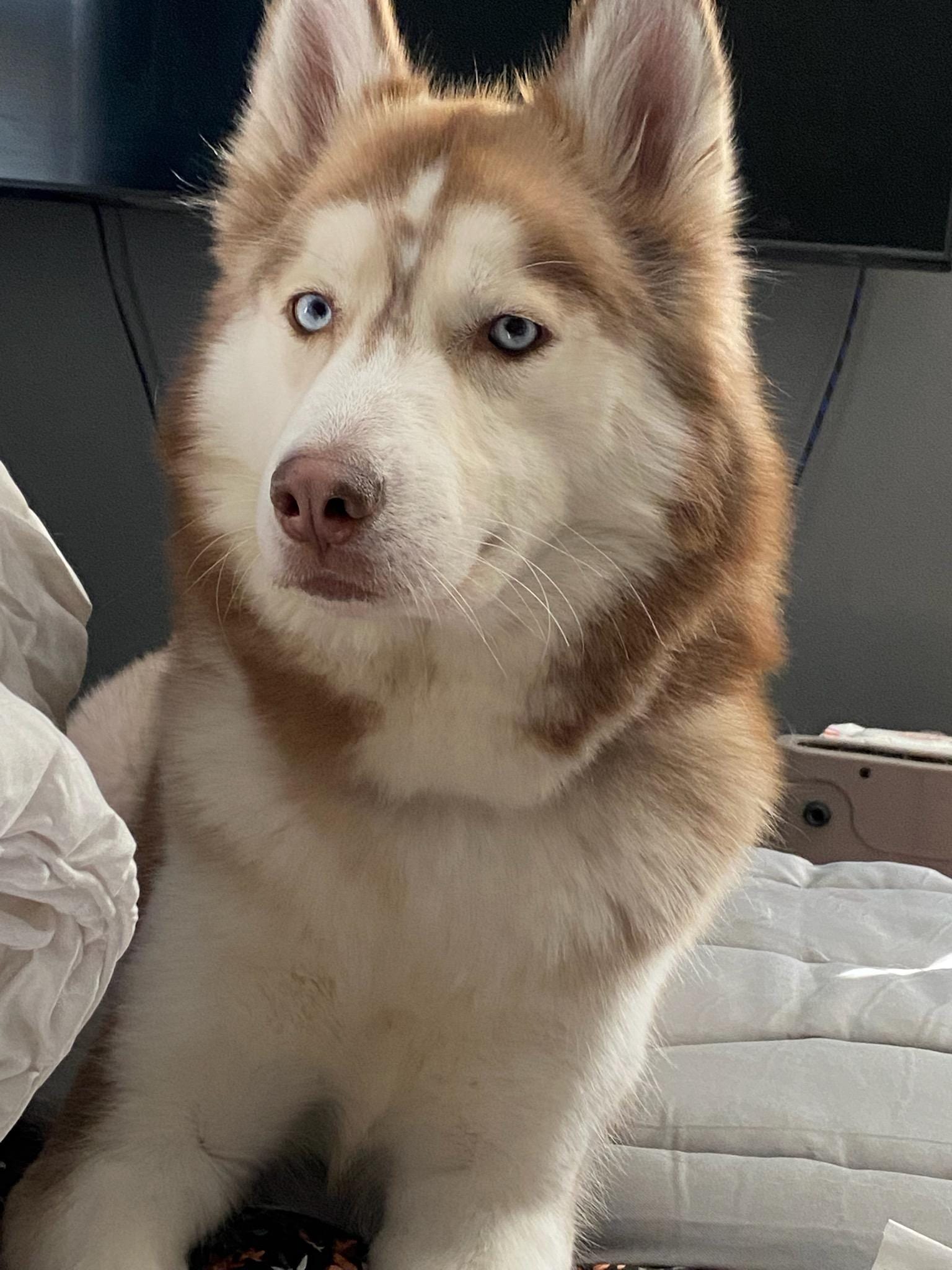 Red and white Siberian Husky with blue eyes sitting on white bedding