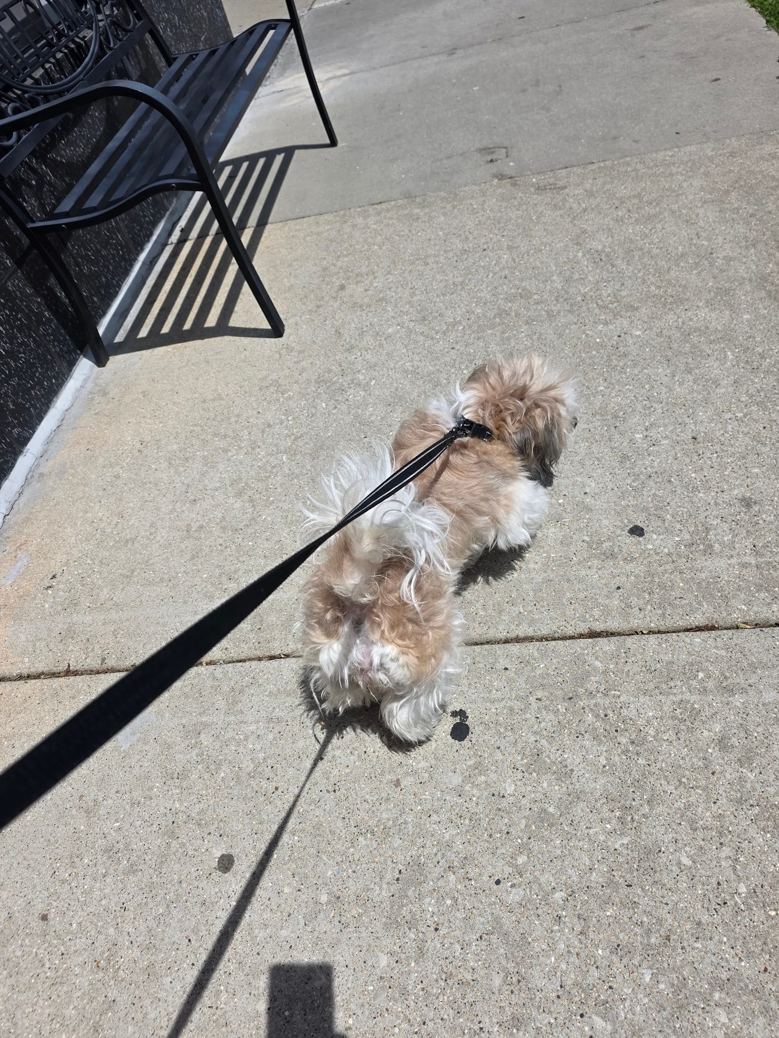 Small fluffy Shih Tzu on leash walking on sidewalk after grooming