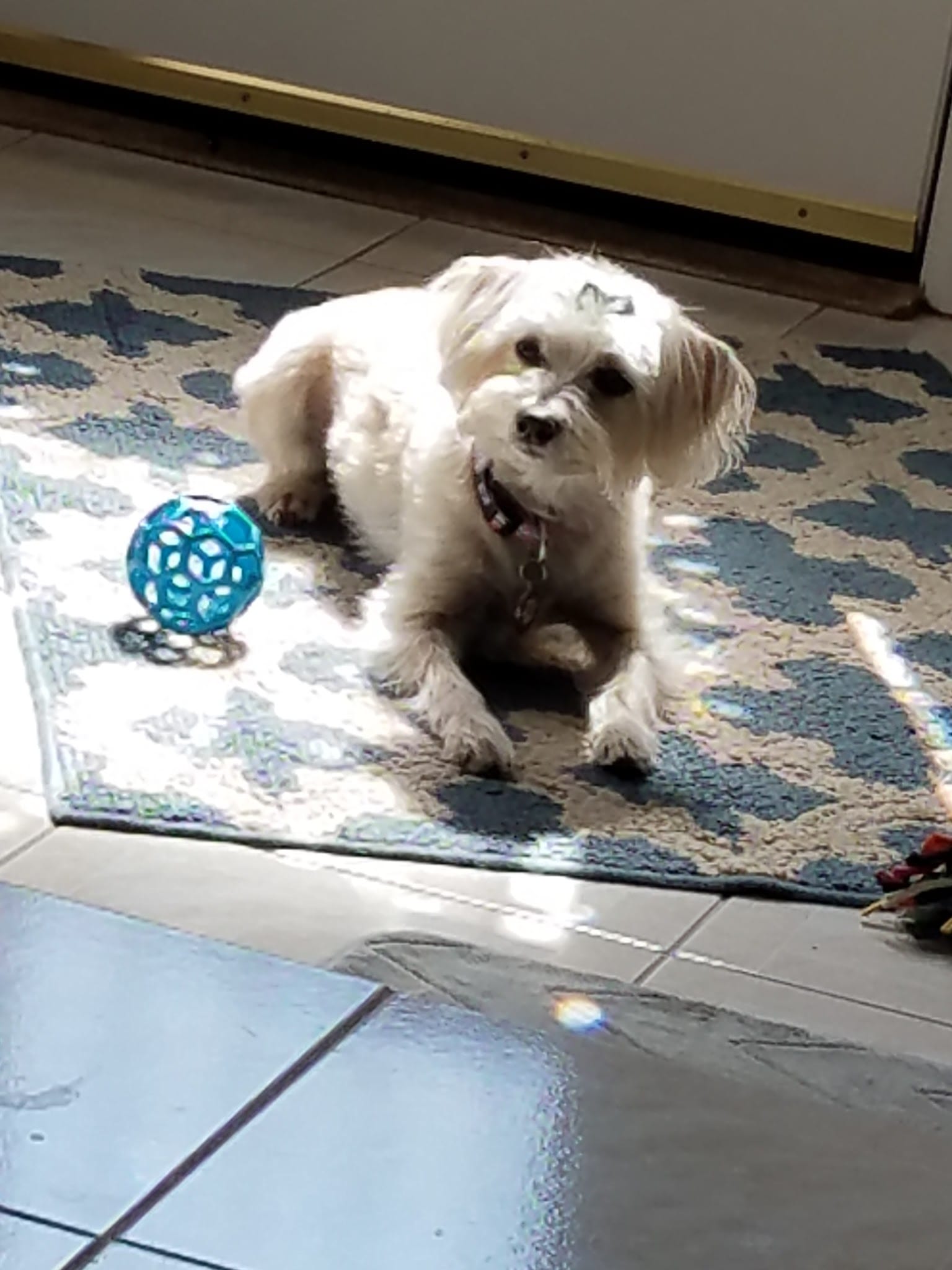 Fluffy white Maltese dog sitting on rug with blue toy ball