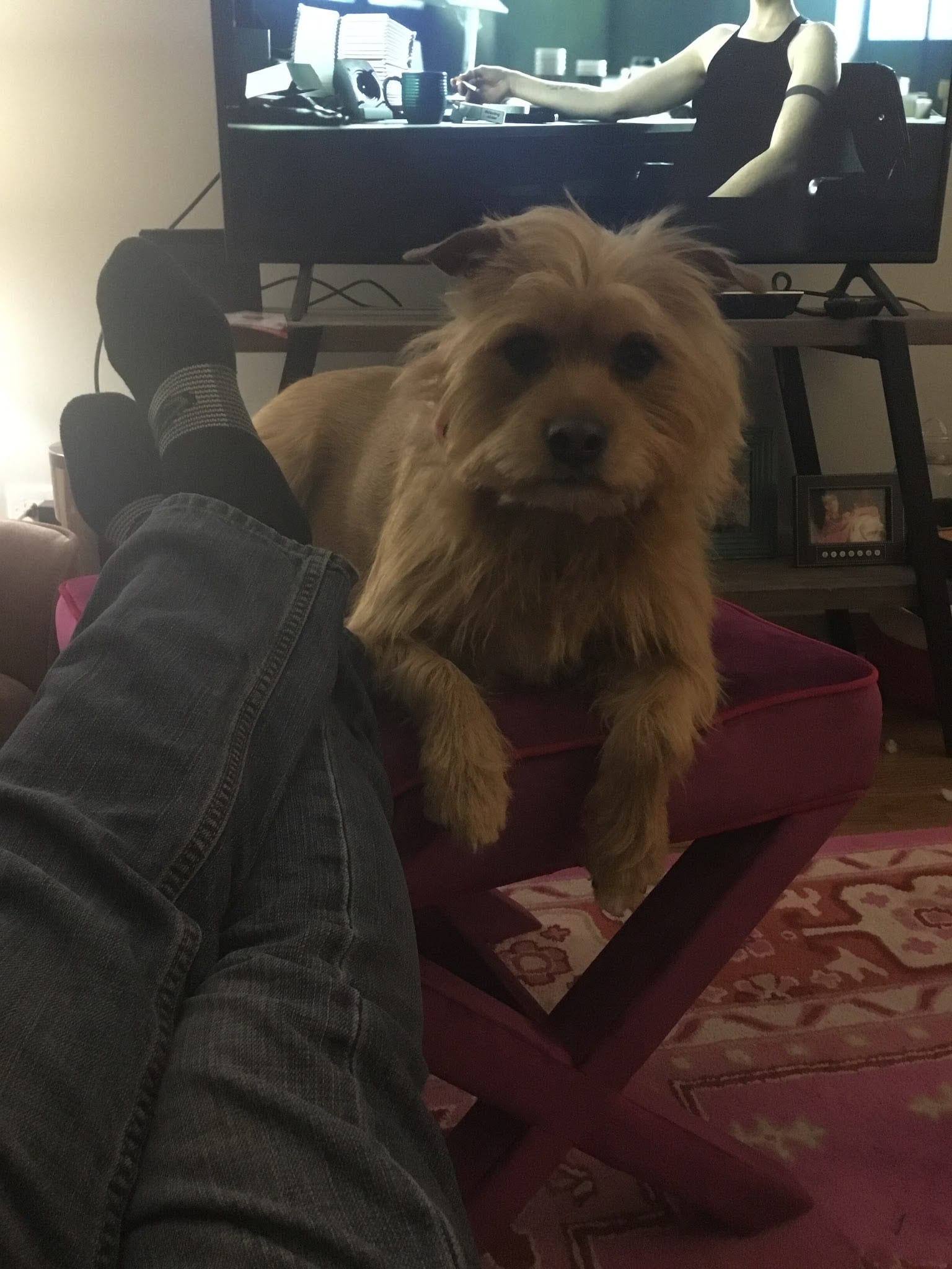 Fluffy golden terrier mix resting on a pink dog bed indoors.