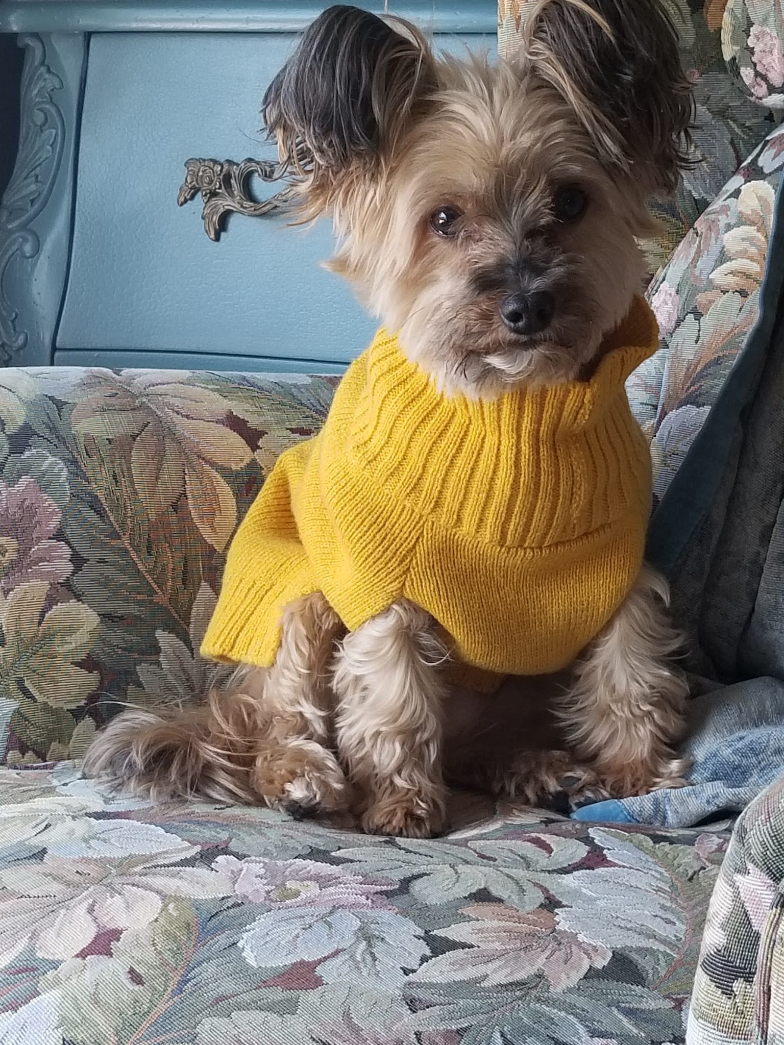 Small groomed Yorkie wearing a yellow knit sweater on a floral chair