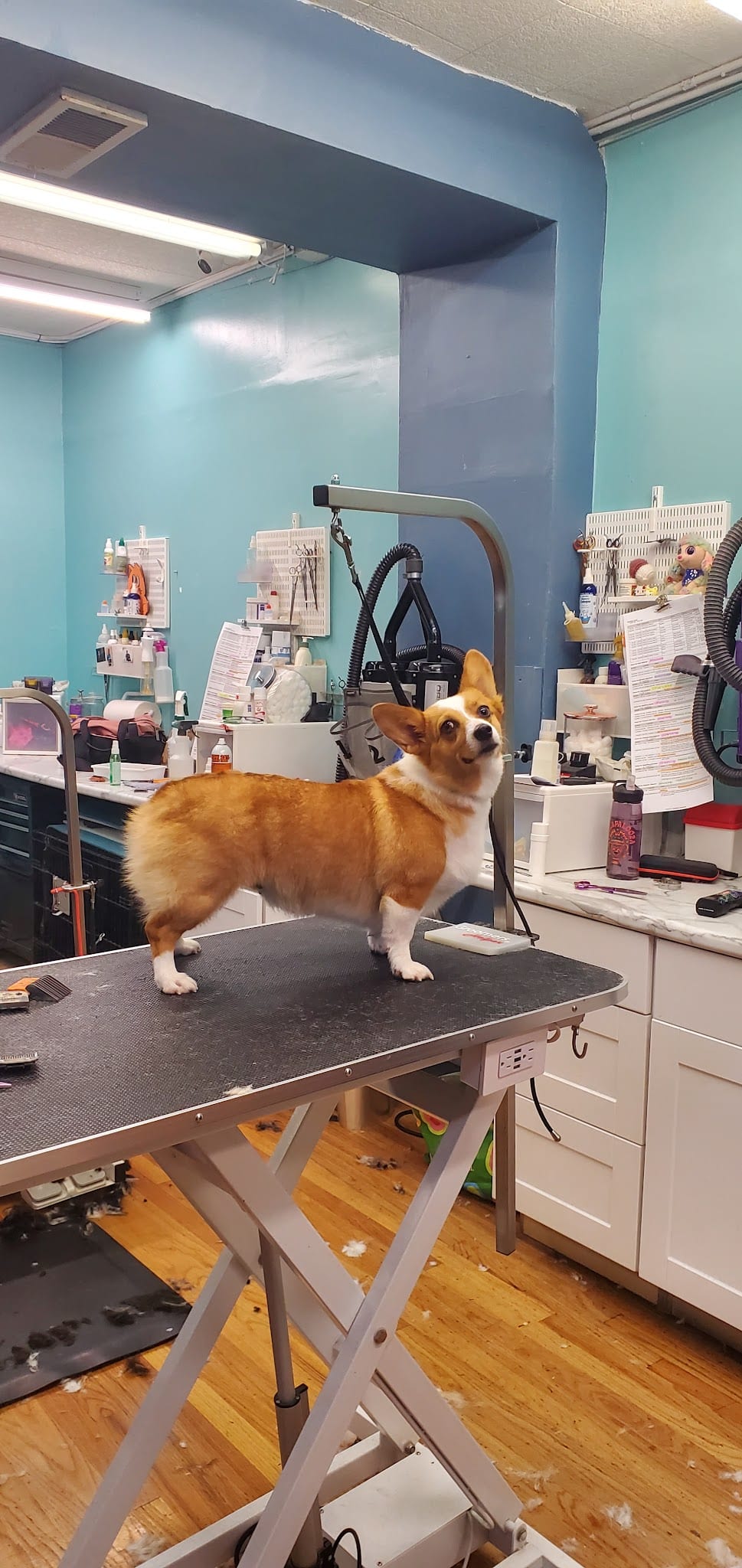 Corgi standing on grooming table at a Chicago pet salon