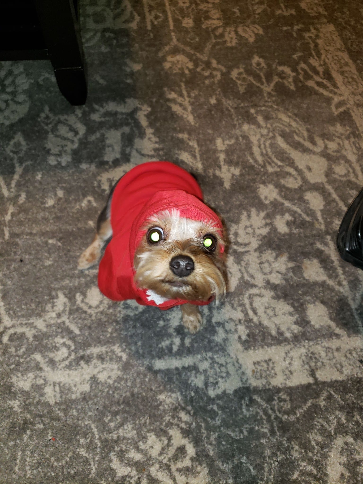 Small Yorkie wearing a red hoodie sitting on a patterned carpet.