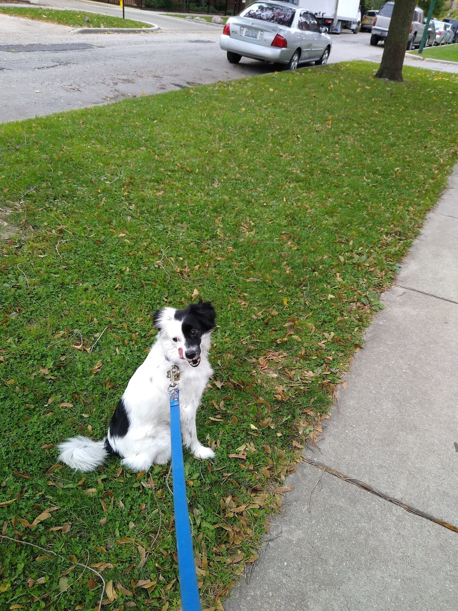 Happy black and white Border Collie on blue leash sitting on grass