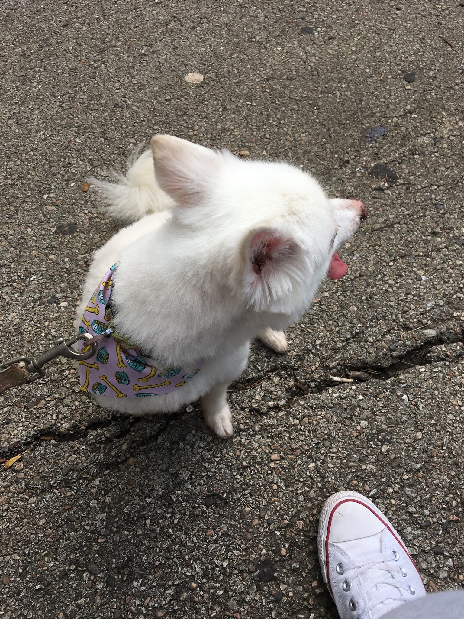 Fluffy white small dog wearing a pink bone-print bandana on leash