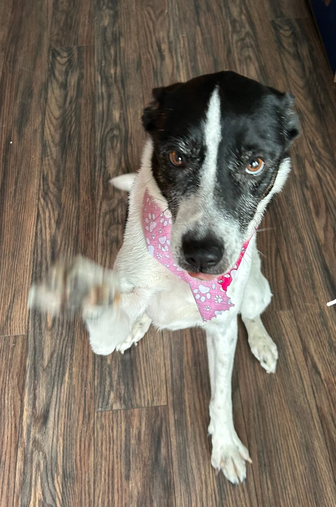 Black and white dog wearing a pink paw print bandana sits on wood floor