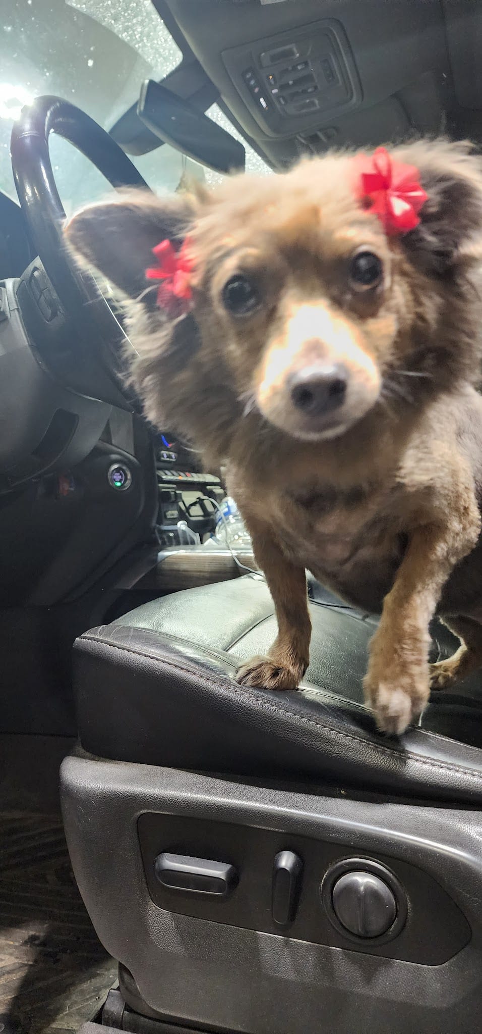 Small brown Chihuahua with two red hair bows sitting in a car