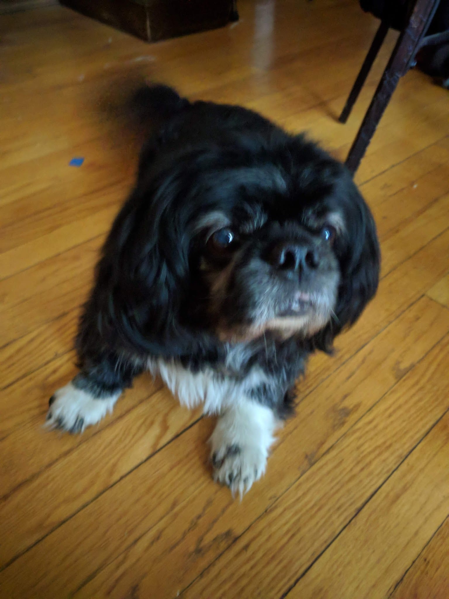 Black and white Pekingese dog lying on hardwood floor looking up