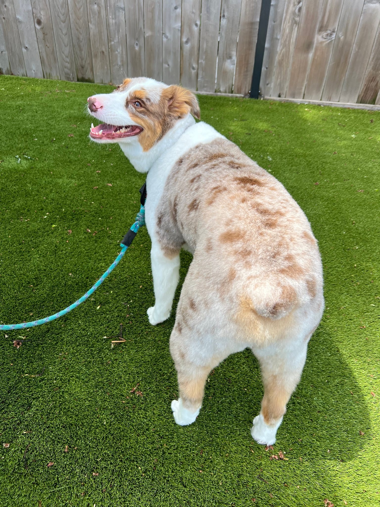 Red merle Australian Shepherd with blue leash standing on artificial turf after full groom