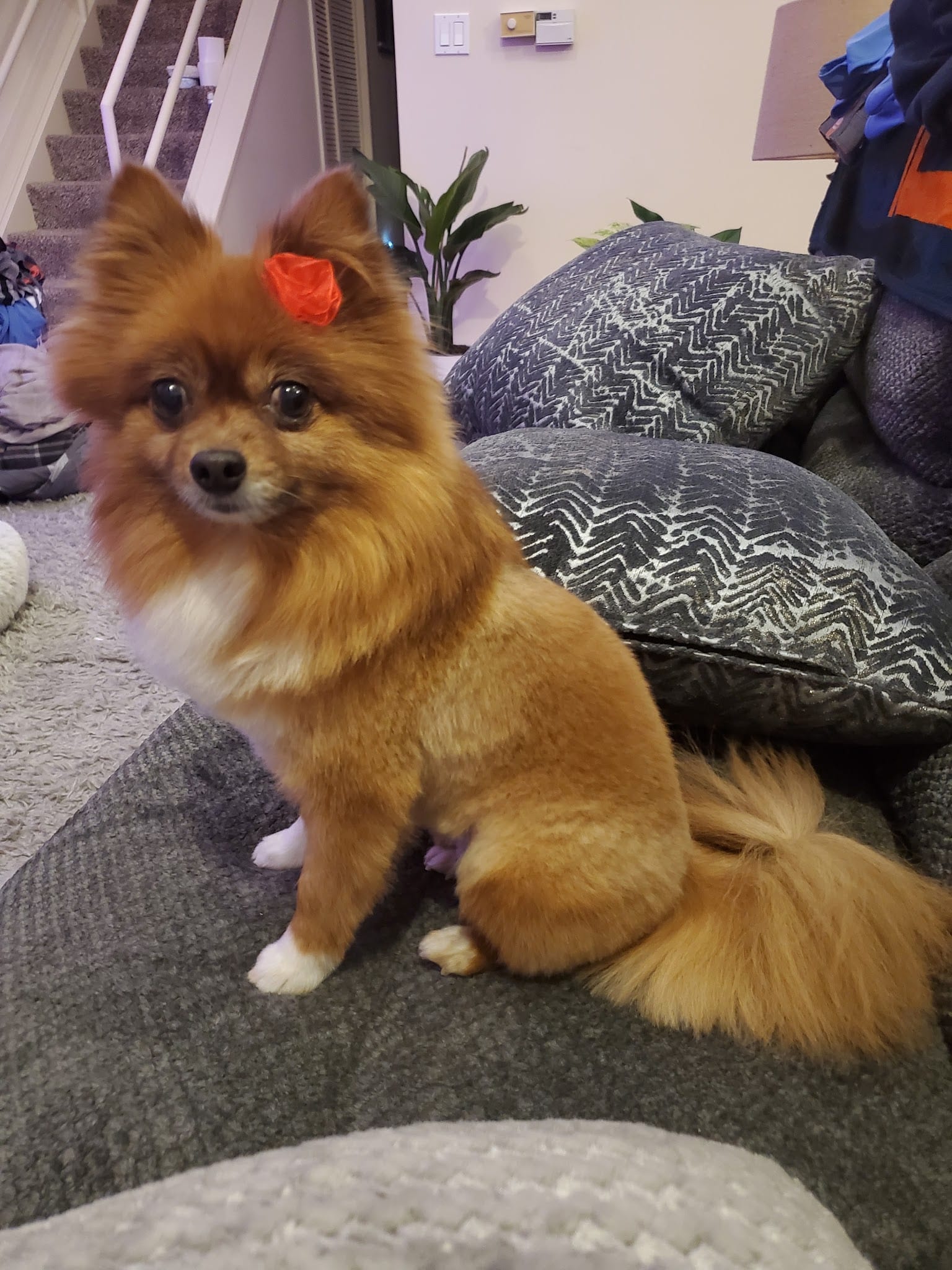Fluffy orange Pomeranian with red bow sitting on gray couch after full groom