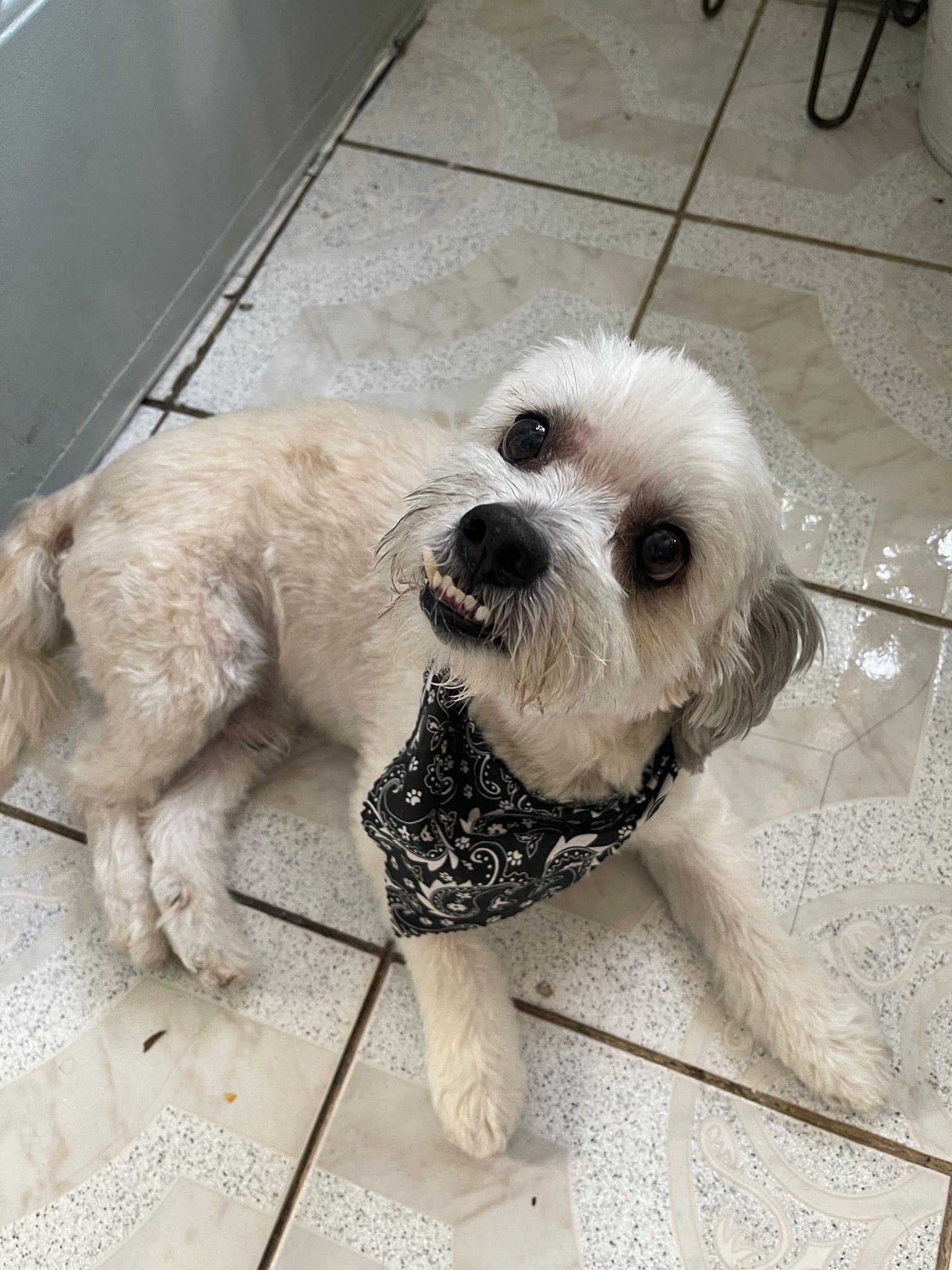 Freshly groomed white Shih Tzu wearing a black paisley bandana on tile floor
