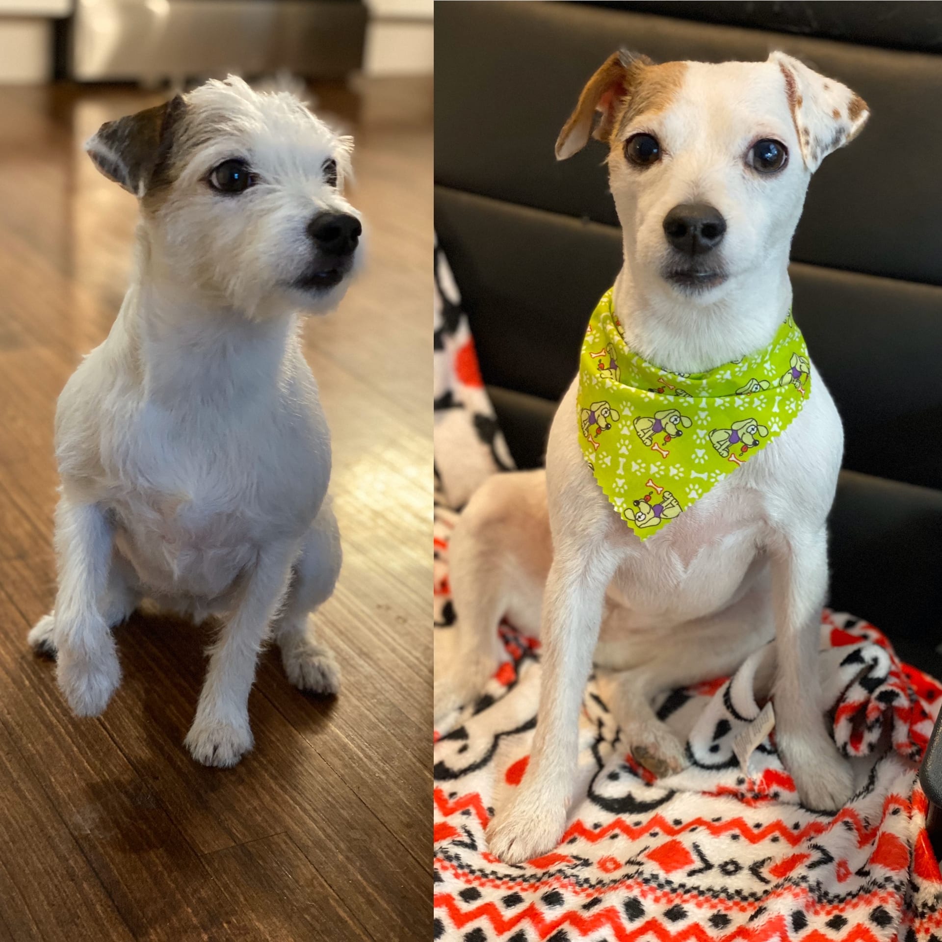 Jack Russell Terrier before and after full groom wearing green bandana