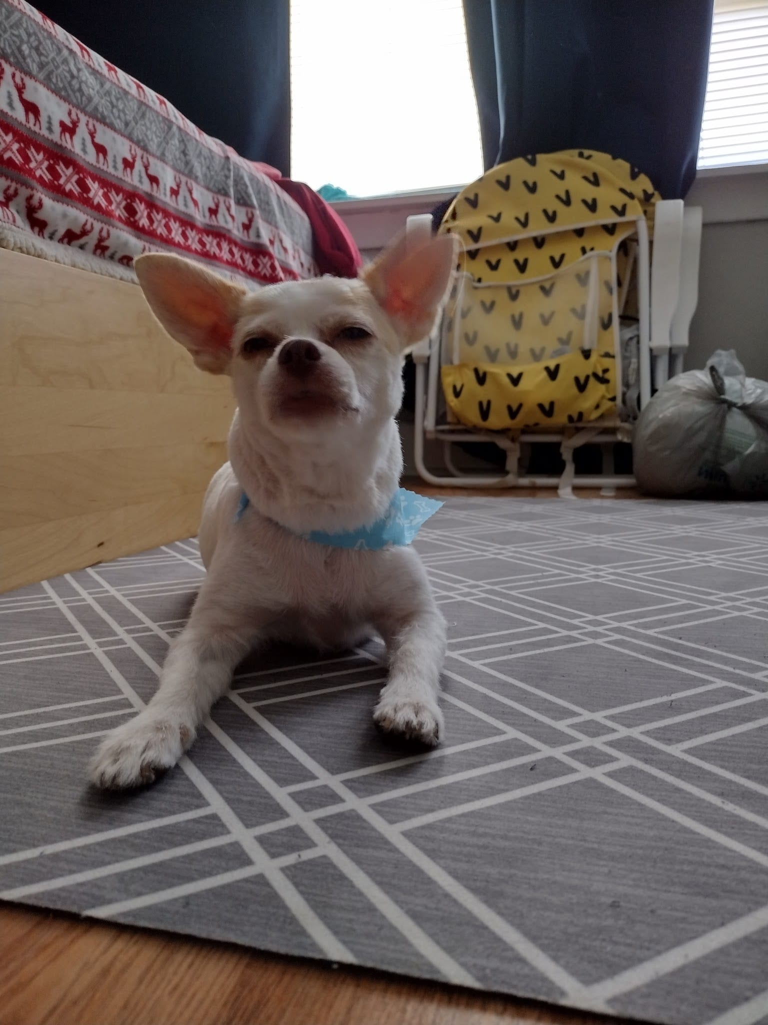 White Chihuahua with blue bow tie lying on gray rug after full groom