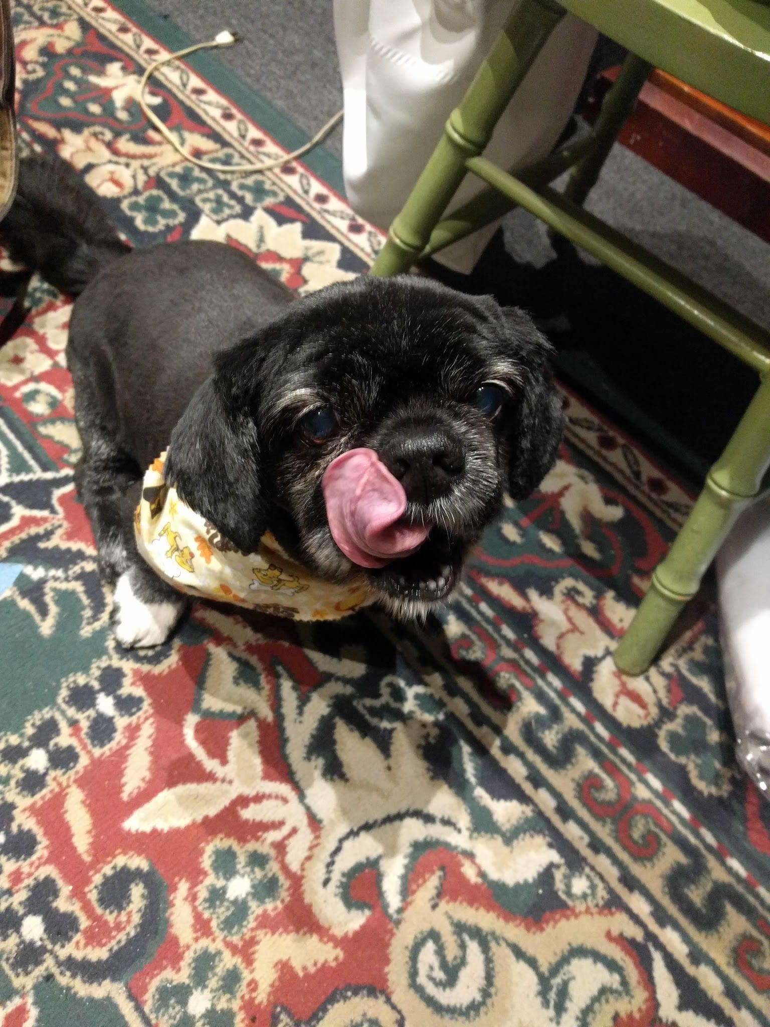 Small black dog with tongue out wearing a colorful bandana after grooming