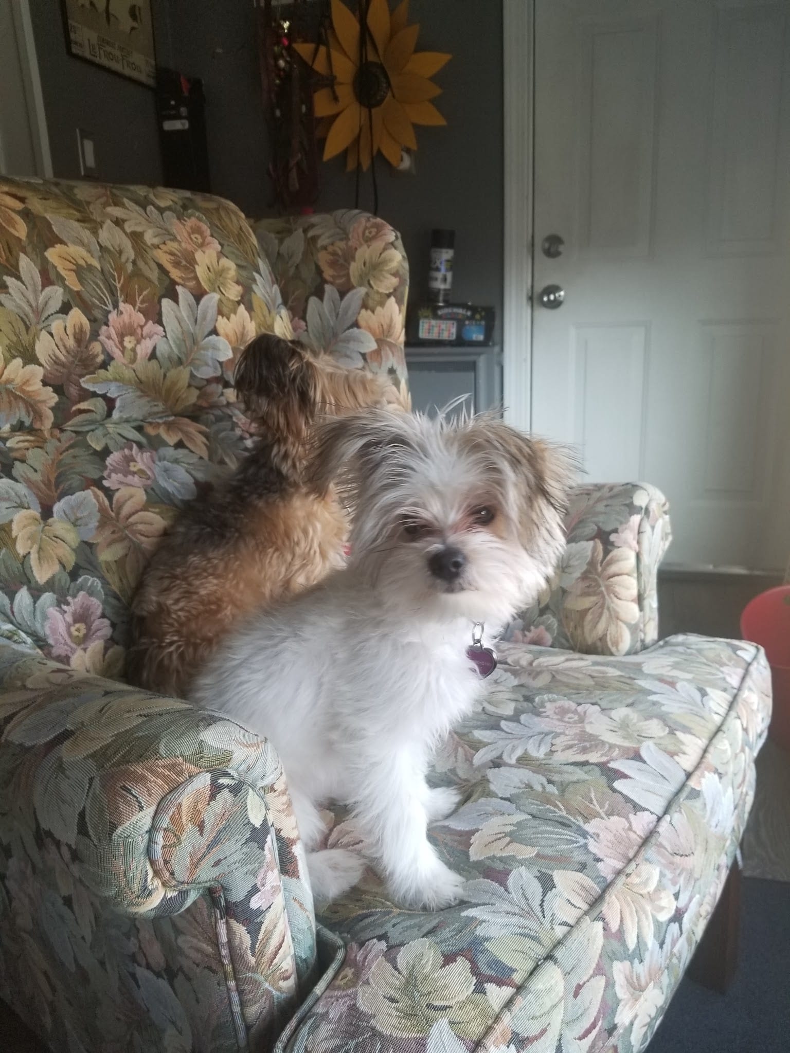 Fluffy white and tan small dog sitting on a floral armchair.