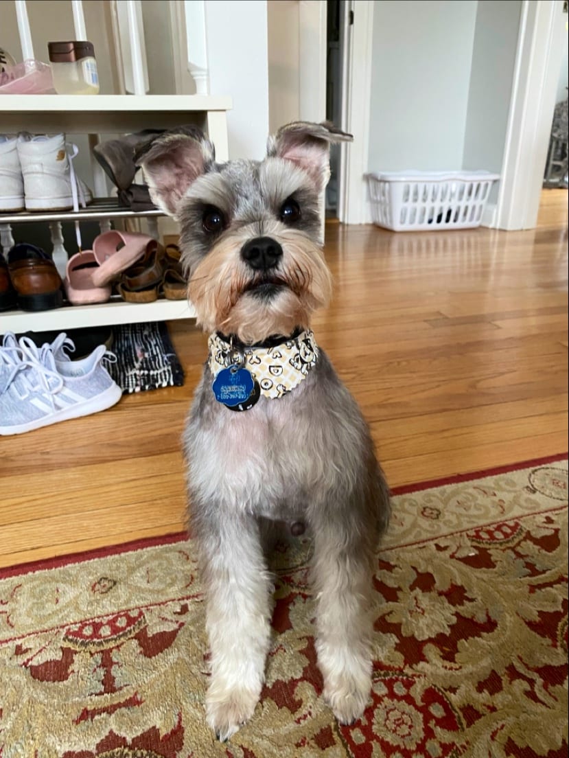 Freshly groomed miniature schnauzer sitting on rug wearing patterned collar