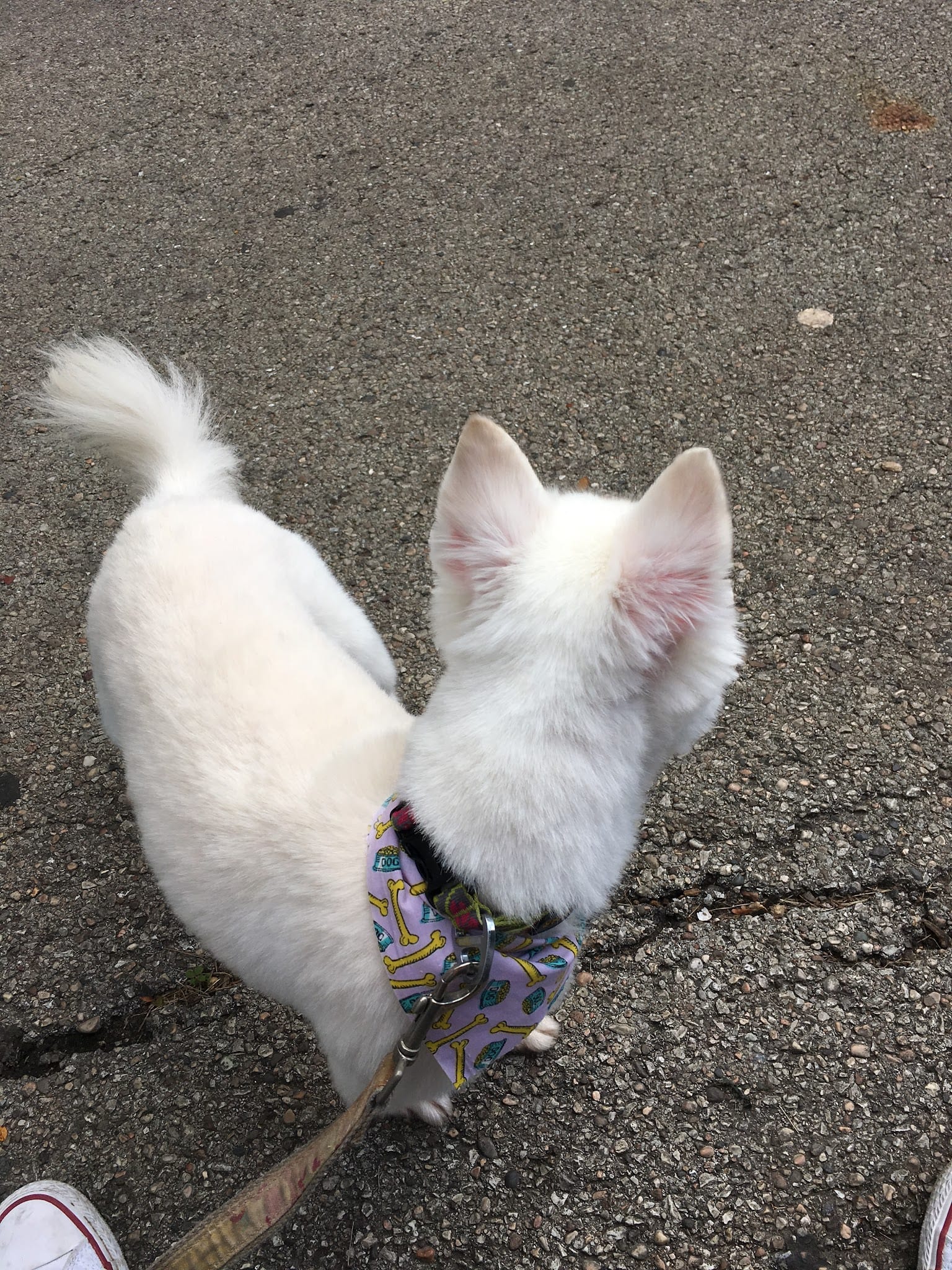 Fluffy white dog wearing a pink dog-bone harness on a leash outdoors.