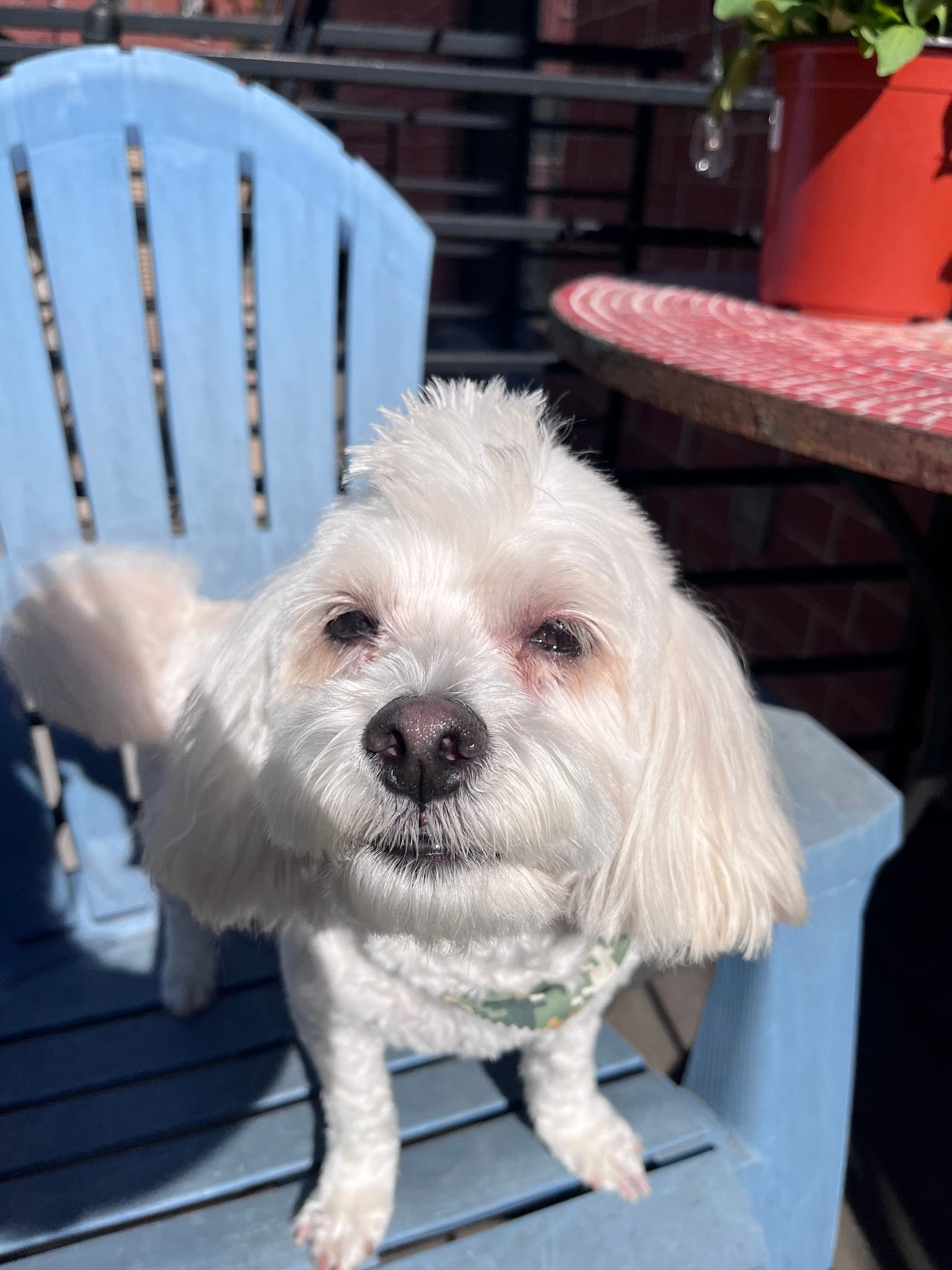 Freshly groomed white small dog sitting in blue Adirondack chair outdoors
