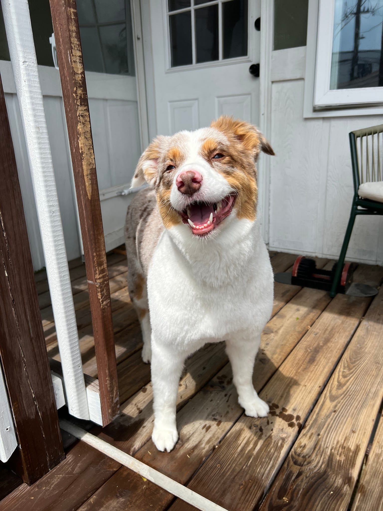 Smiling groomed Australian Shepherd standing on wooden porch deck