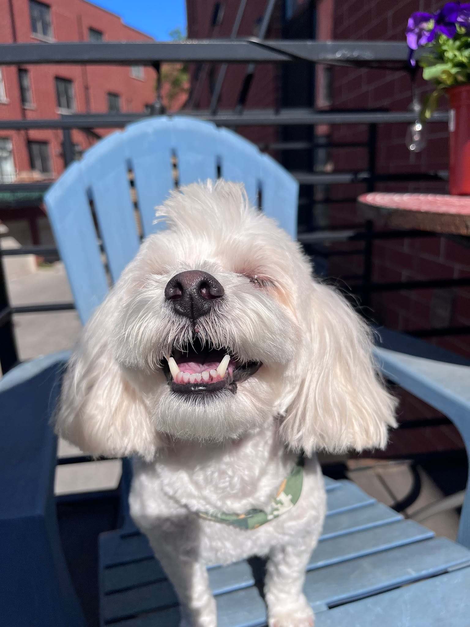 Fluffy white Shih Tzu smiling on blue Adirondack chair outdoors