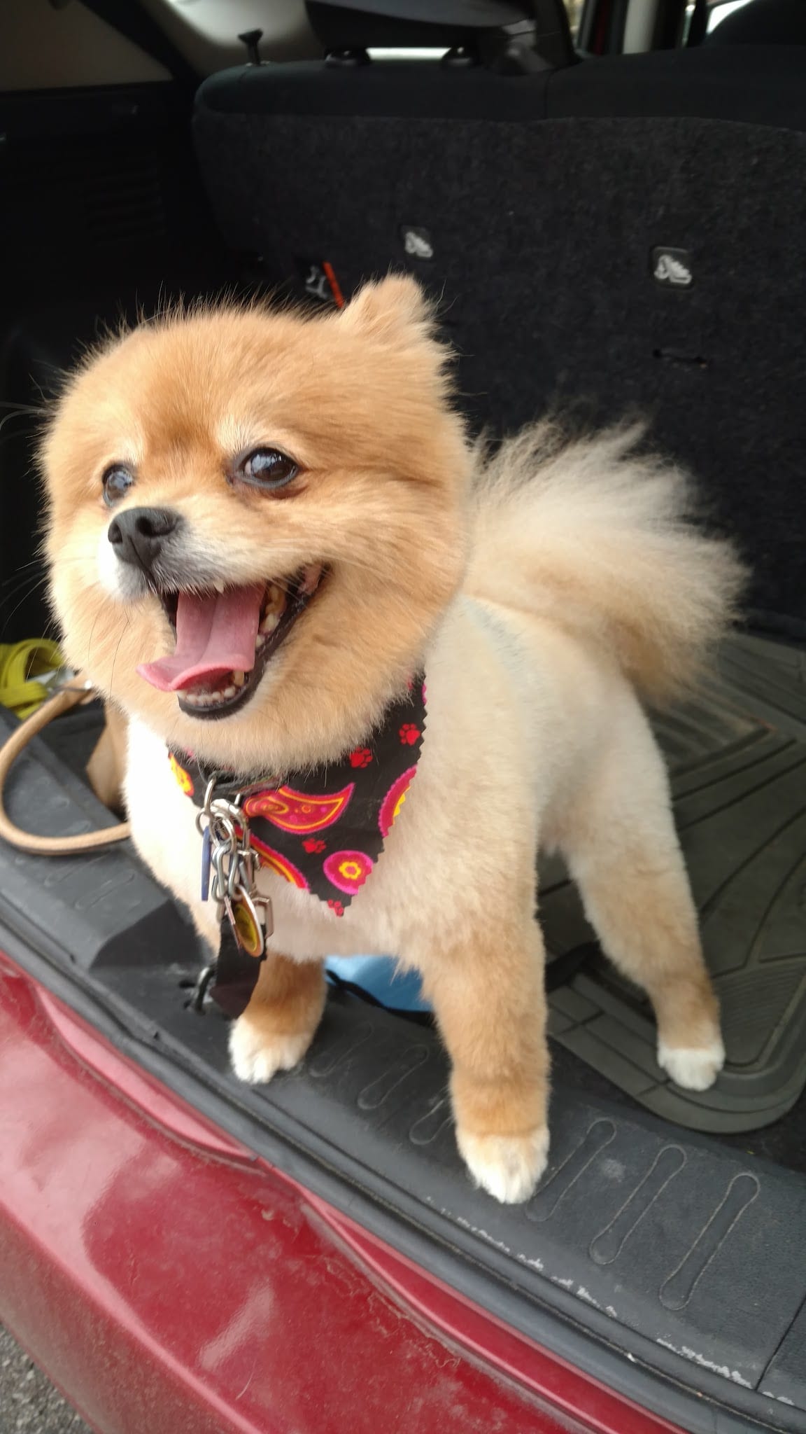 Happy groomed Pomeranian wearing a bandana in a car trunk