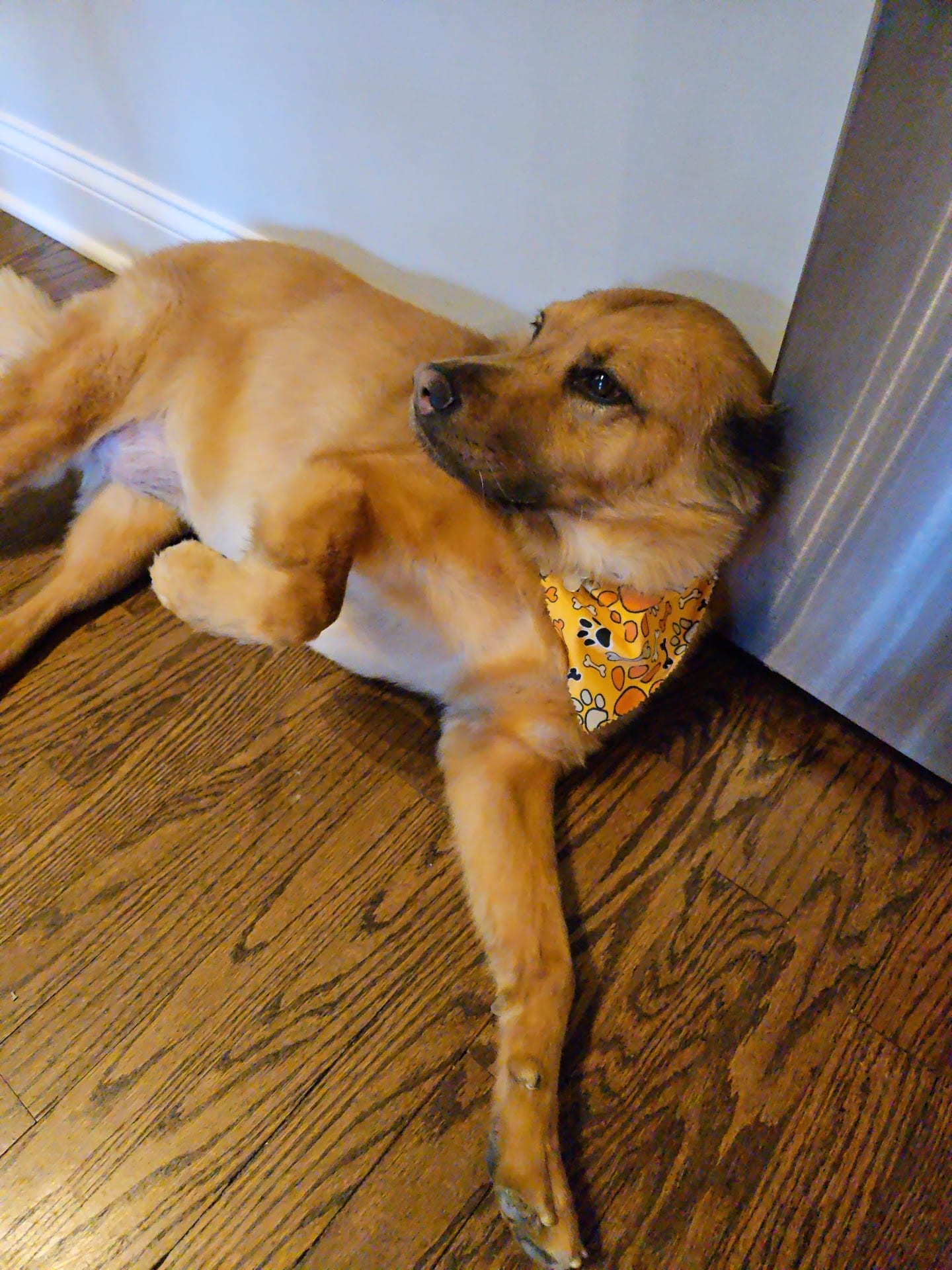 Golden mixed breed dog wearing paw print bandana resting on hardwood floor