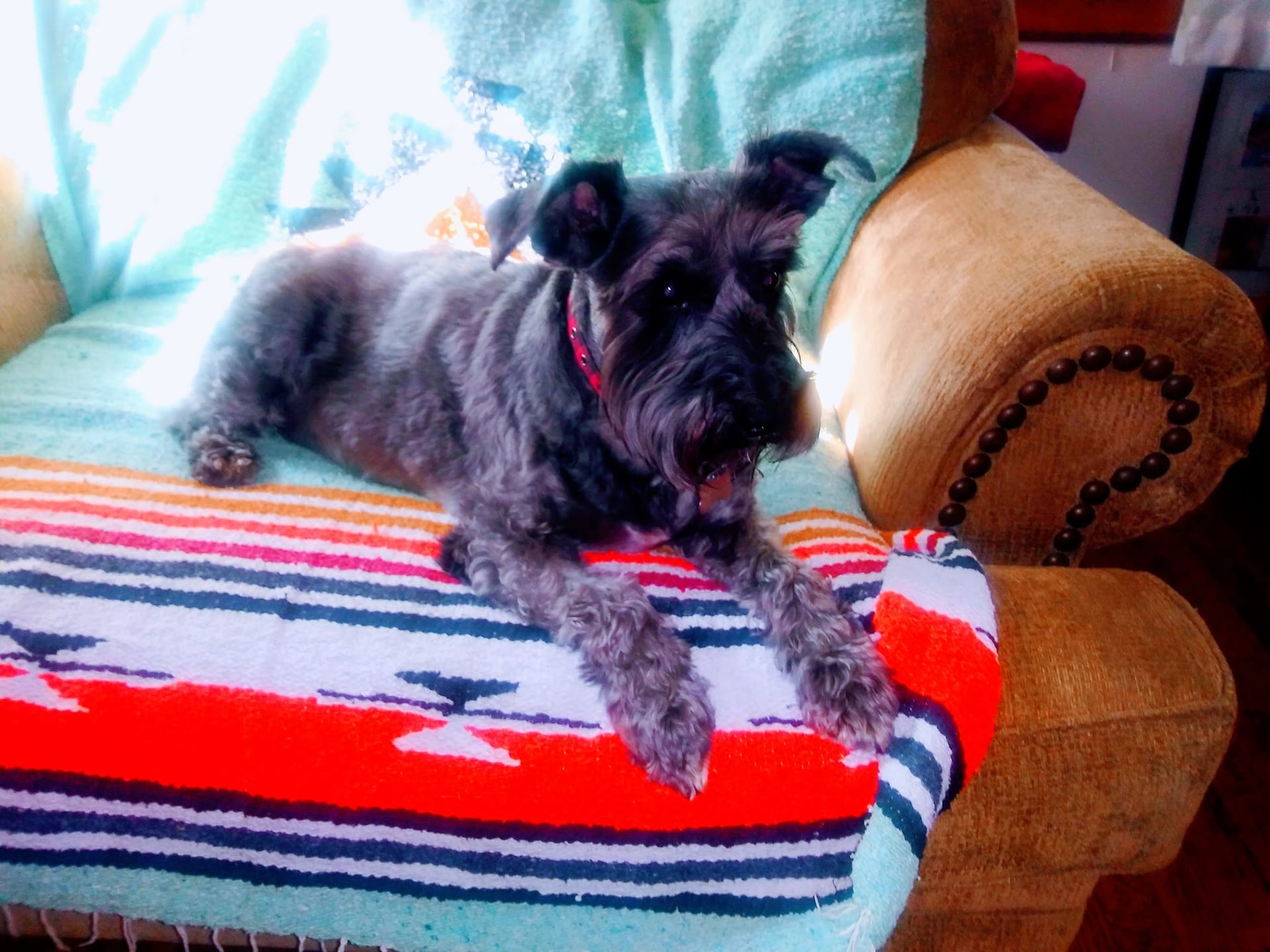 Freshly groomed miniature schnauzer resting on colorful striped blanket on armchair