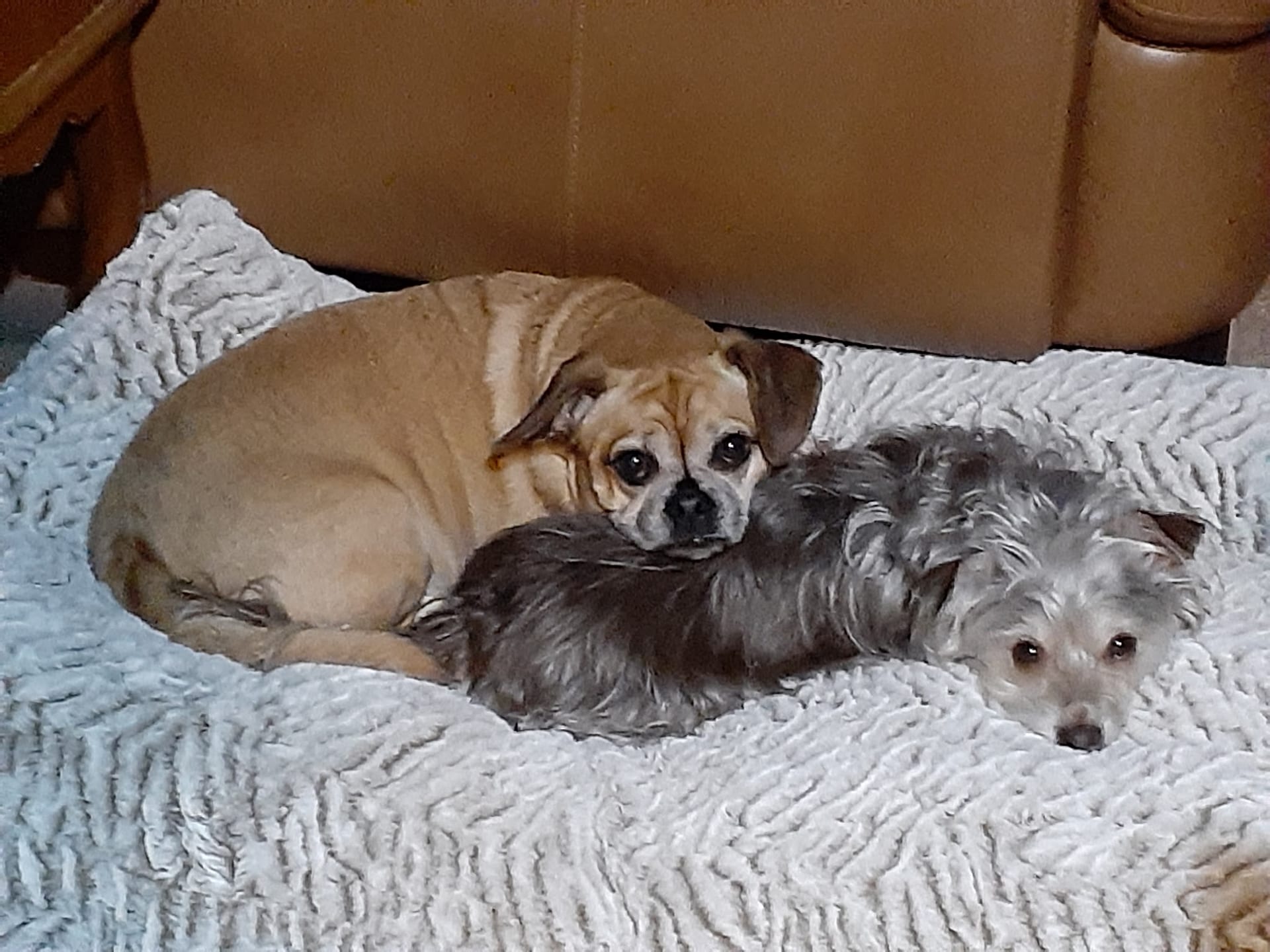 Two small dogs cuddling together on a soft white blanket.