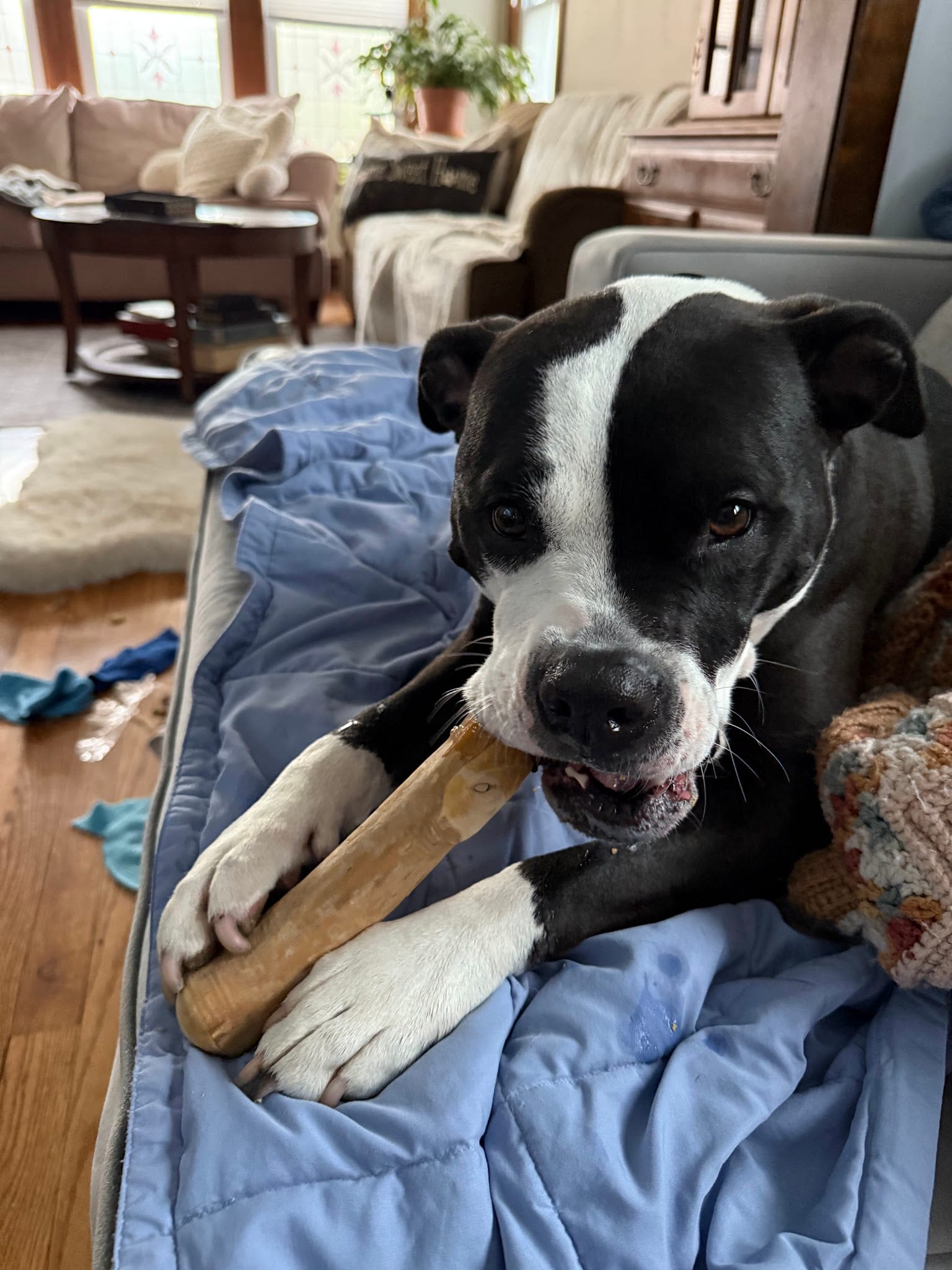 Black and white pit bull chewing a bone on a blue dog bed.