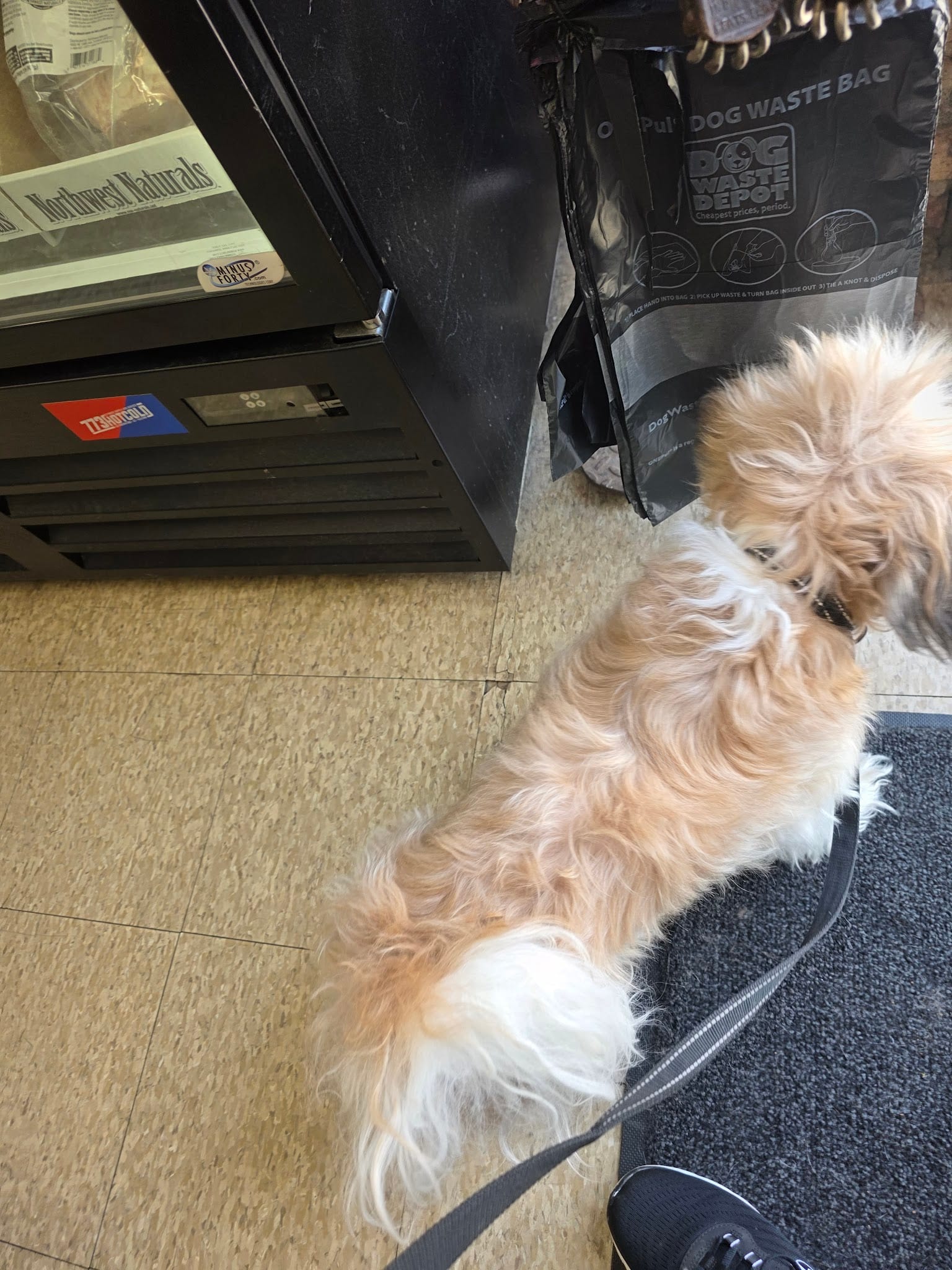 Small fluffy golden dog on leash inside a pet store