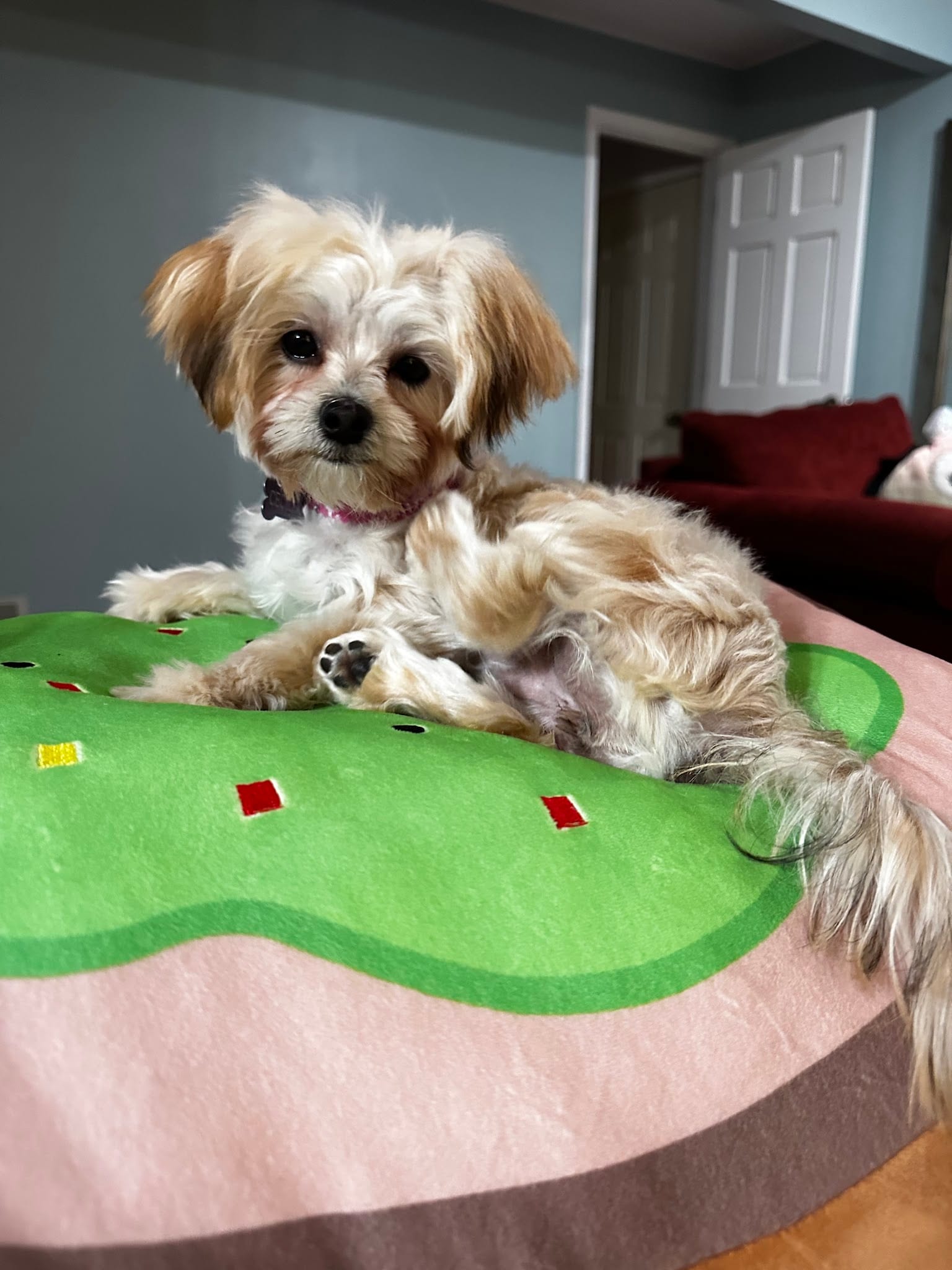Fluffy tan puppy resting on a green and pink dog bed
