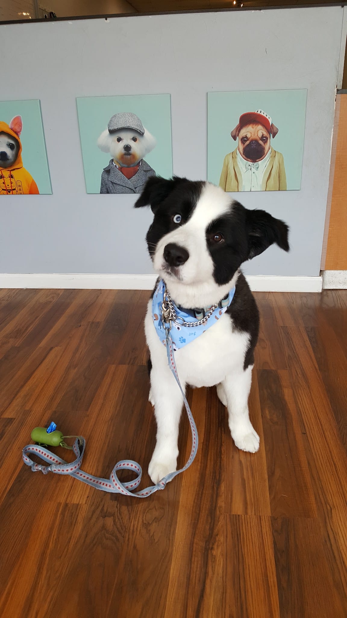 Black and white Border Collie puppy wearing blue bandana sits on hardwood floor